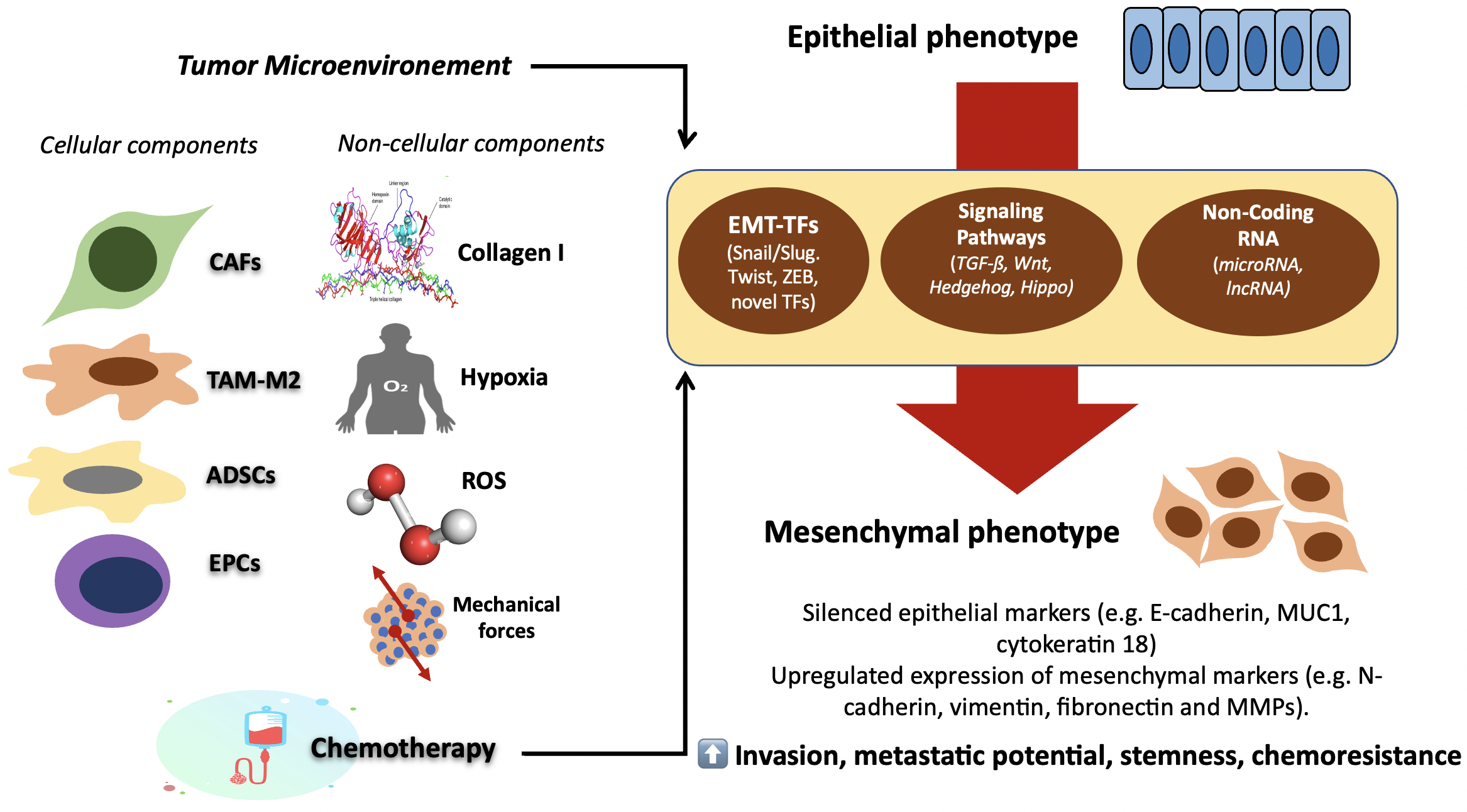 The Mechanism and Dynamic Regulation of Epithelial to Mesenchymal