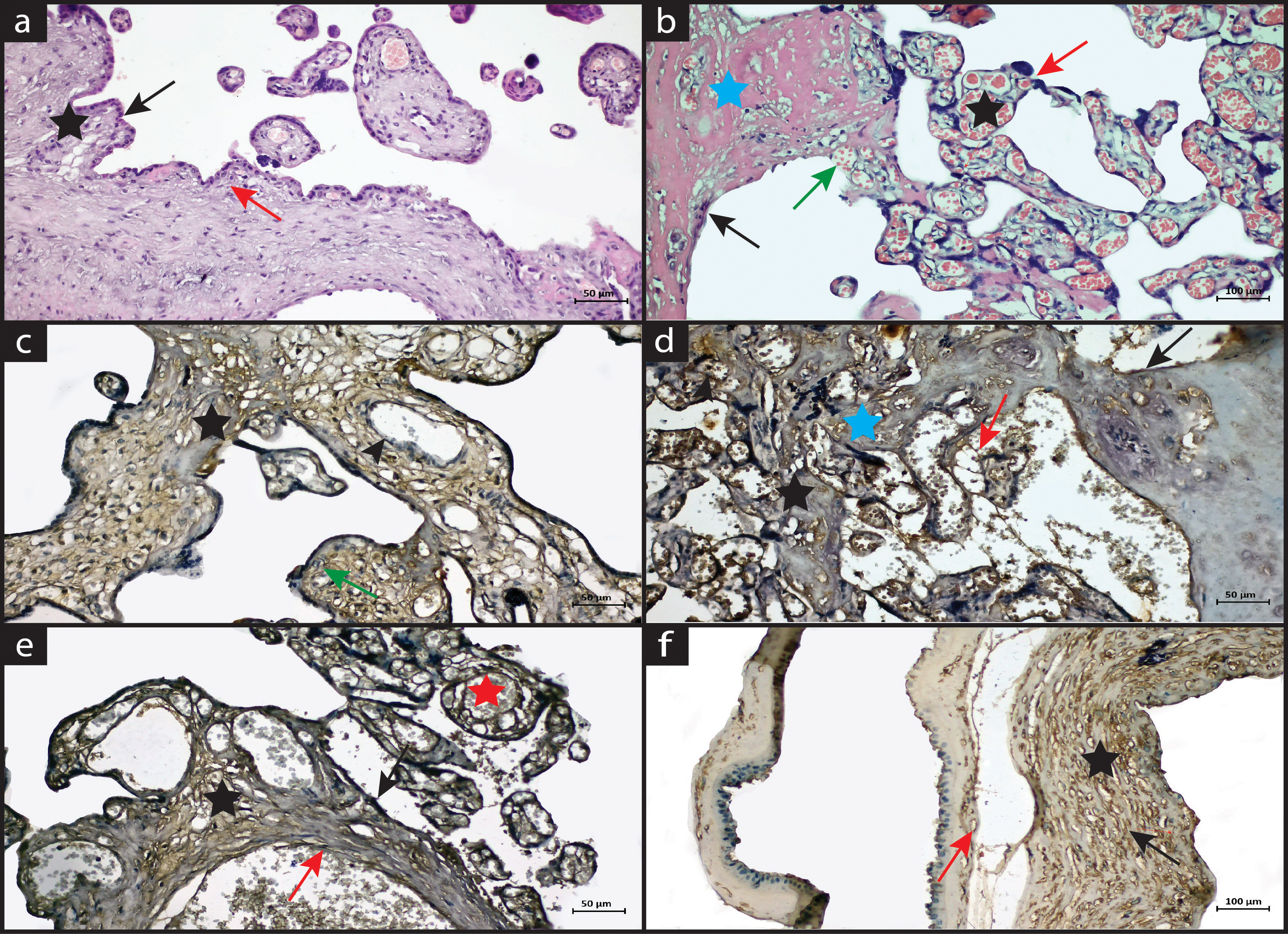 Histology, microscopy, anatomy and disease: Week 3: 2.1