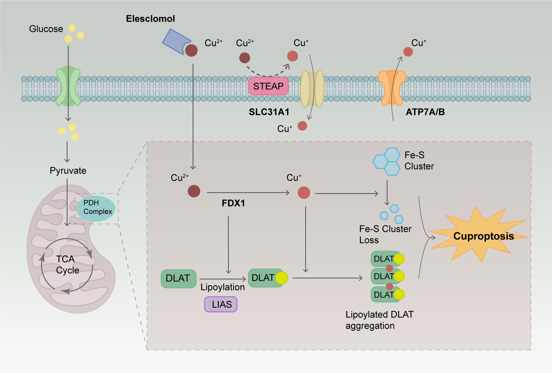 Copper Metabolism and Cuproptosis in Ovarian Cancer