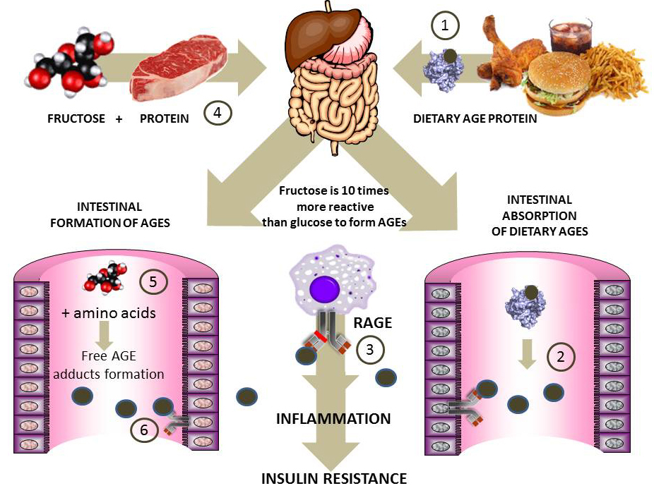 Glucose or fructose: a new study about the impact of sugar on metabolism  and cardiovascular health - Current events - University of Barcelona