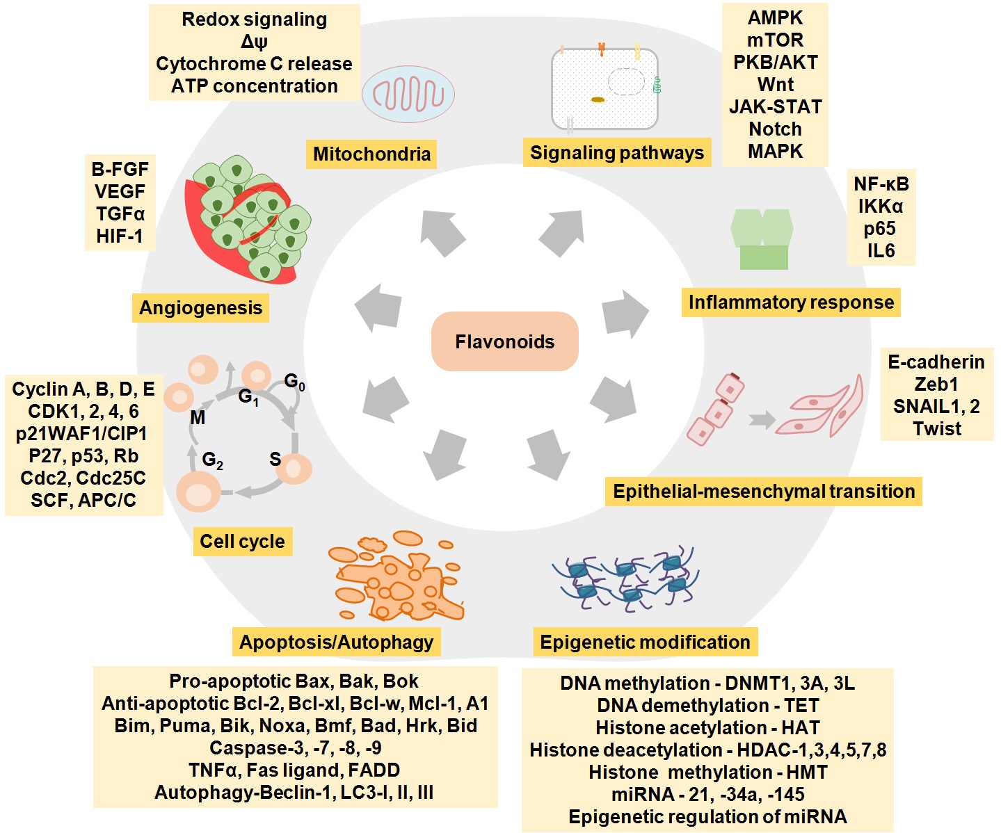 Nanoengineered flavonoids for cancer protection