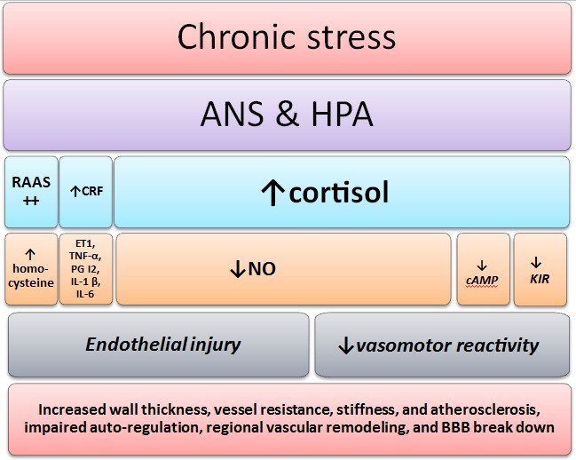 Stress induced hypertension 2025
