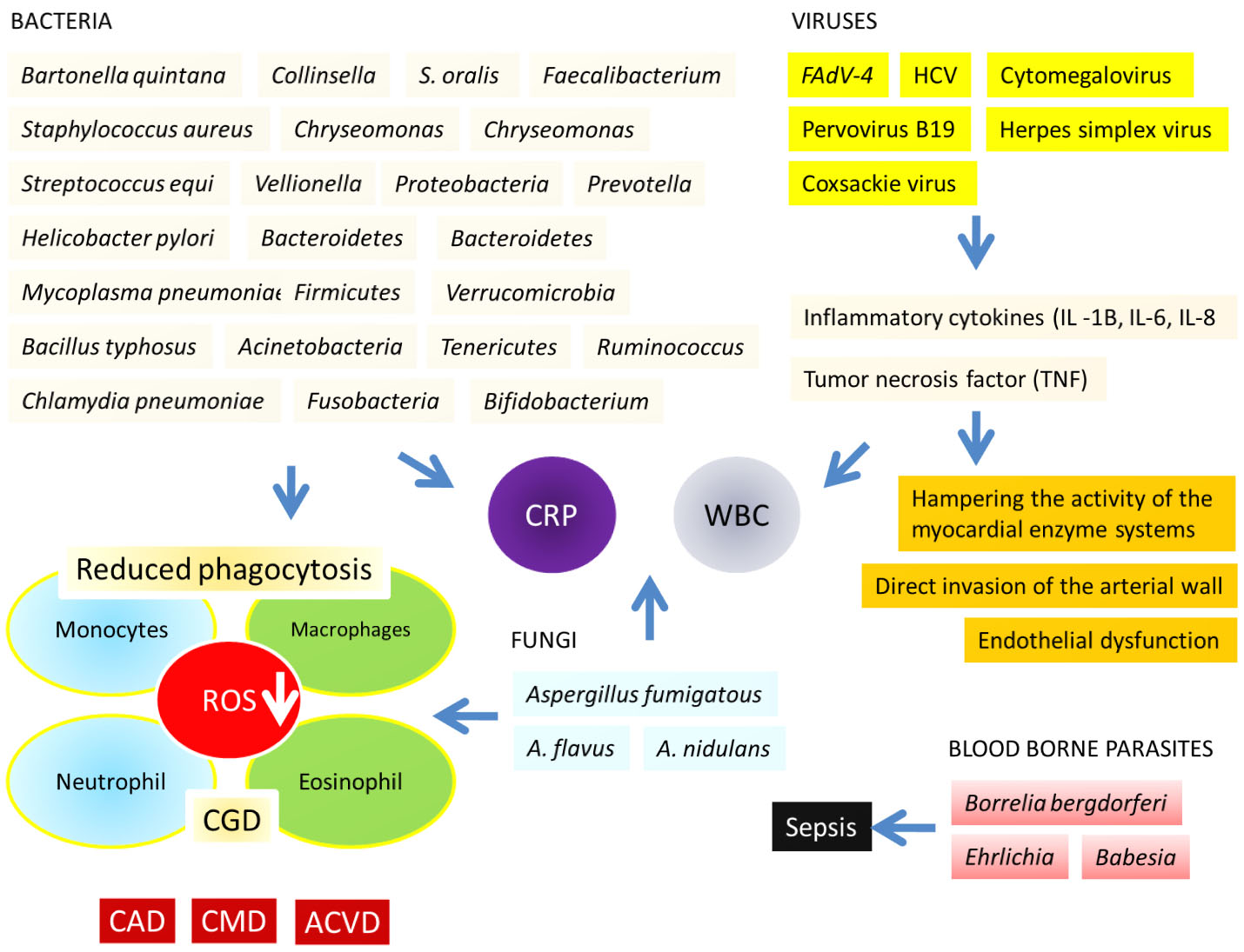 Staph infection-induced kidney disease may be linked to bacterial gene  mutation