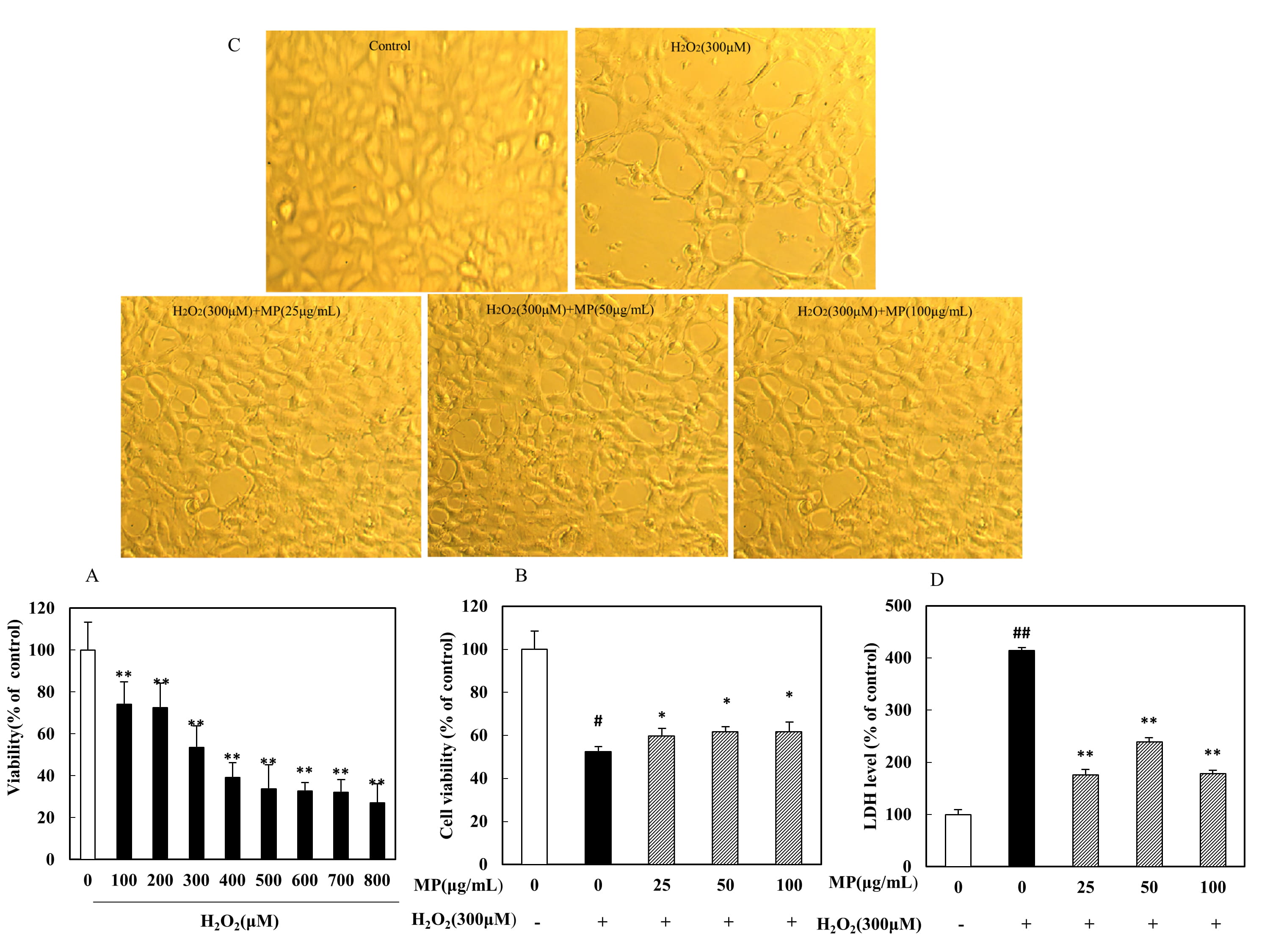 In vivo and in vitro neuroprotective effects of maca