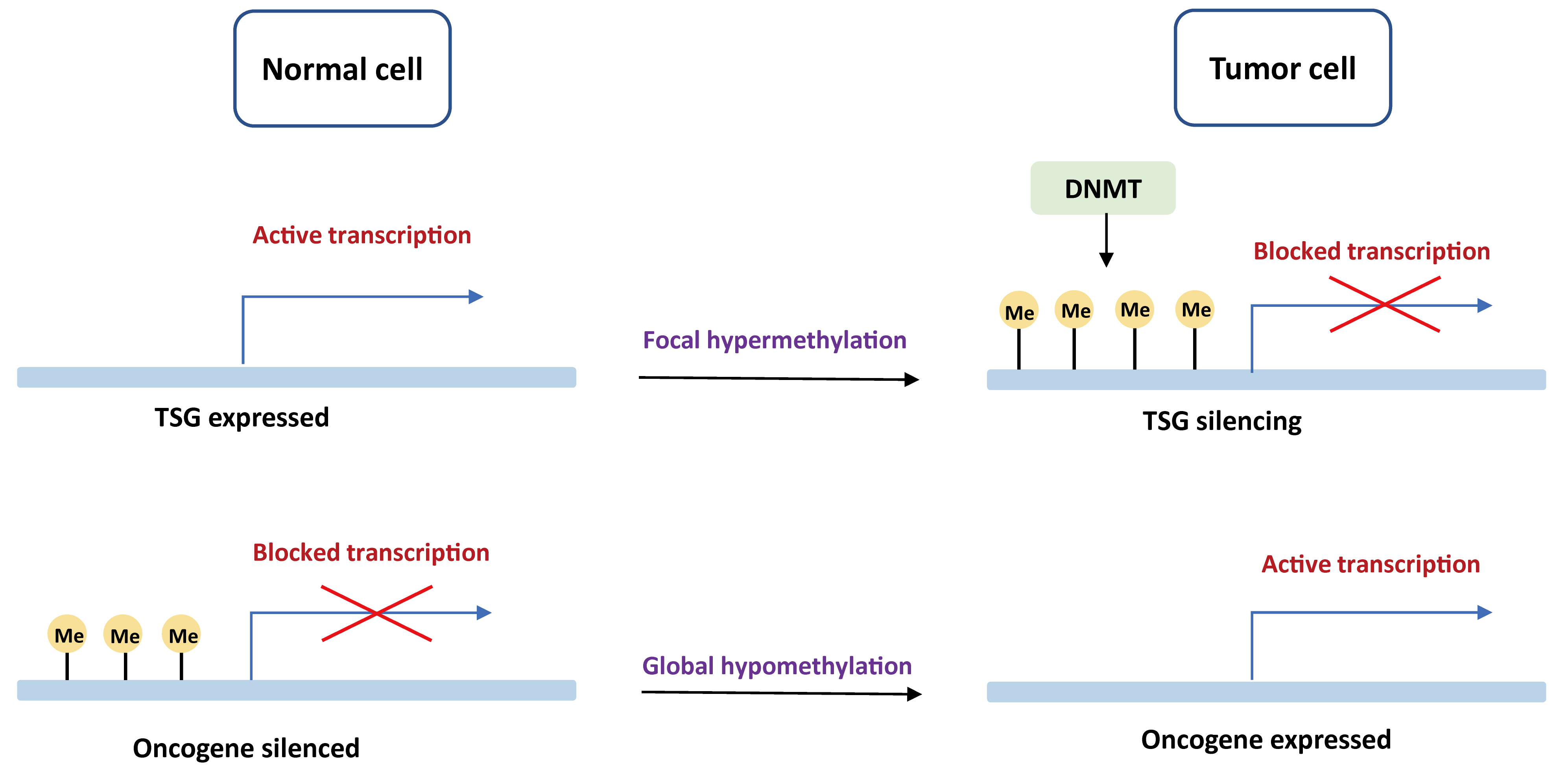 Breast cancer: targeting the genome for better surveillance and