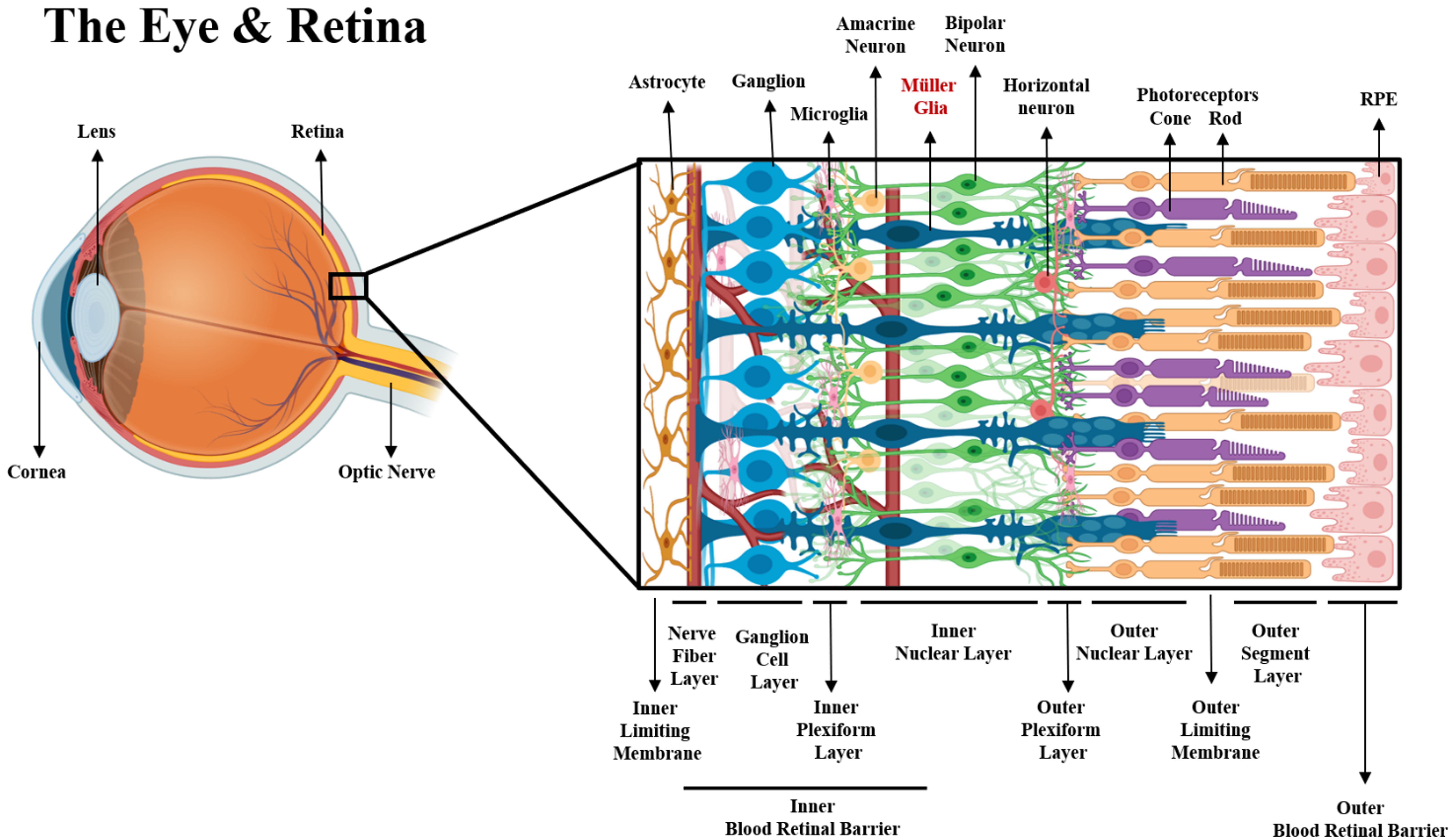 Sonic Hedgehog and Astrocytes » the nerve blog, Blog Archive