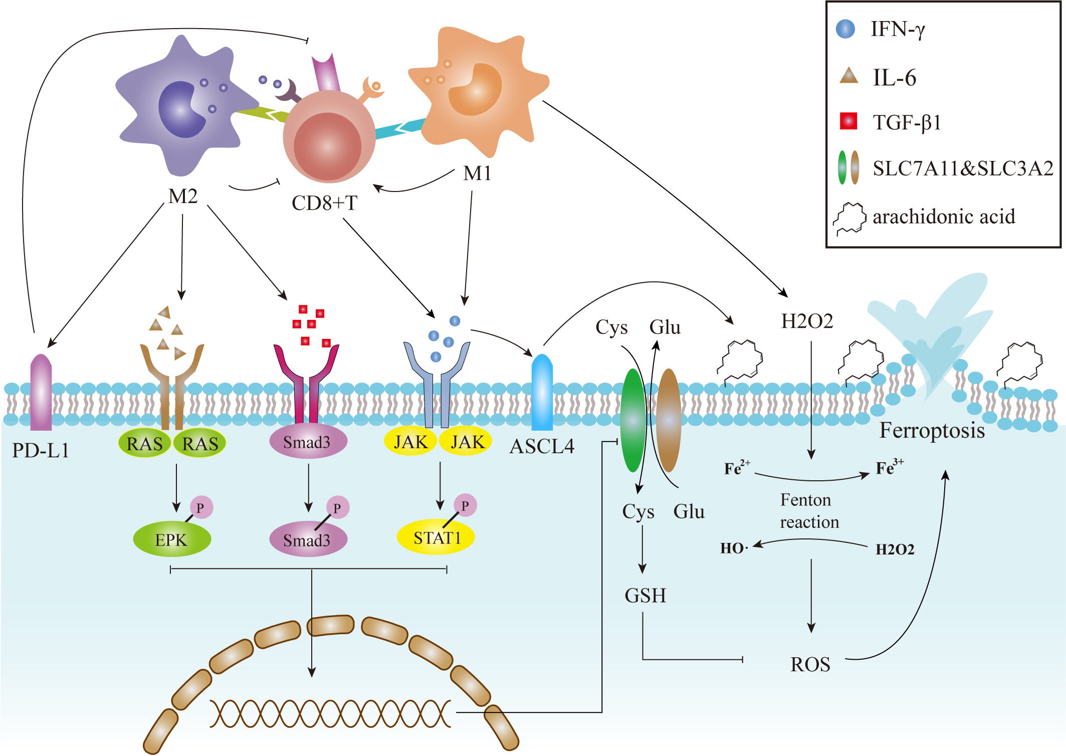 Targeting the Macrophage-Ferroptosis Crosstalk: A Novel Insight into ...