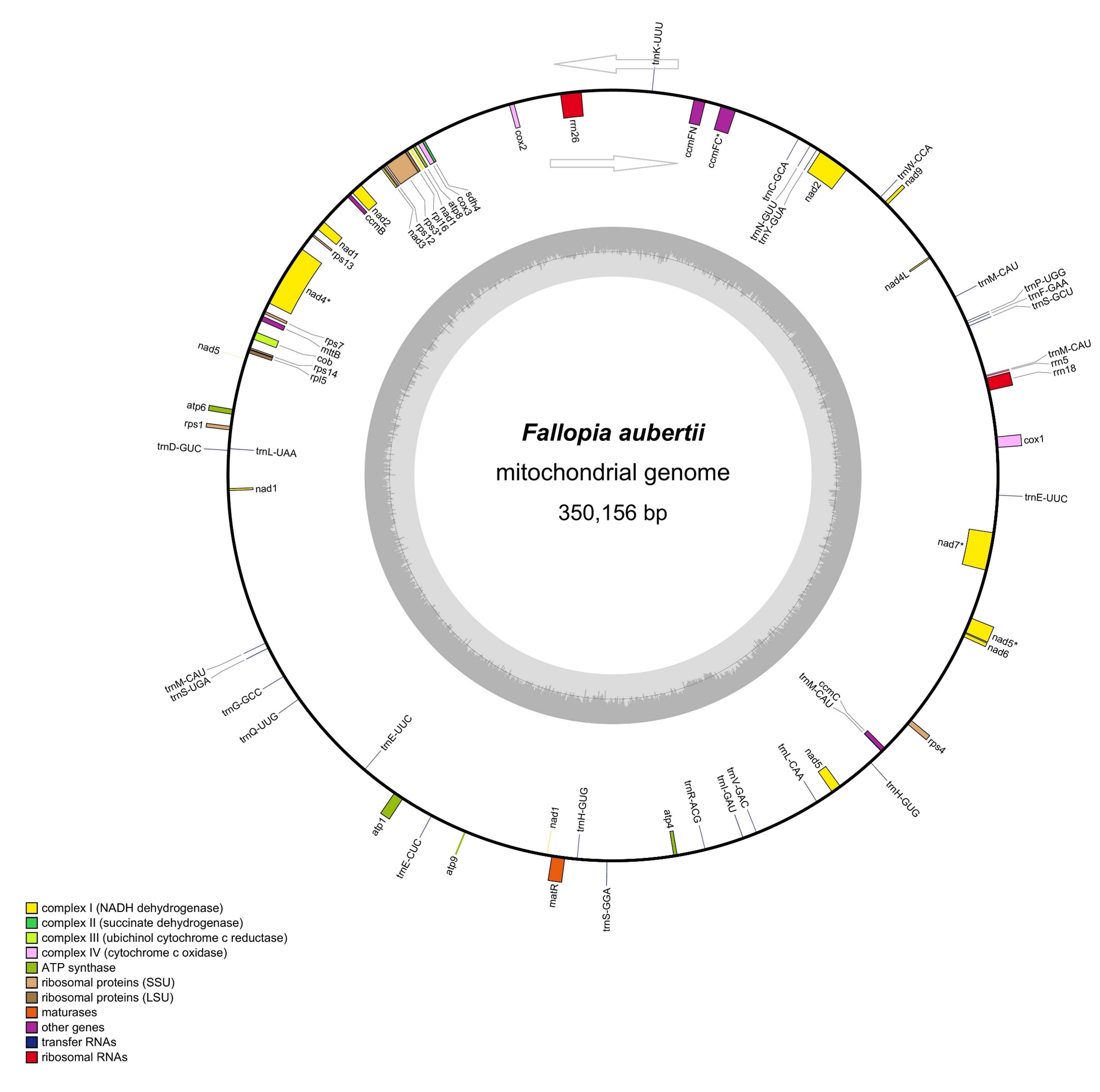 Assembly and Characterization of the Mitochondrial Genome of 