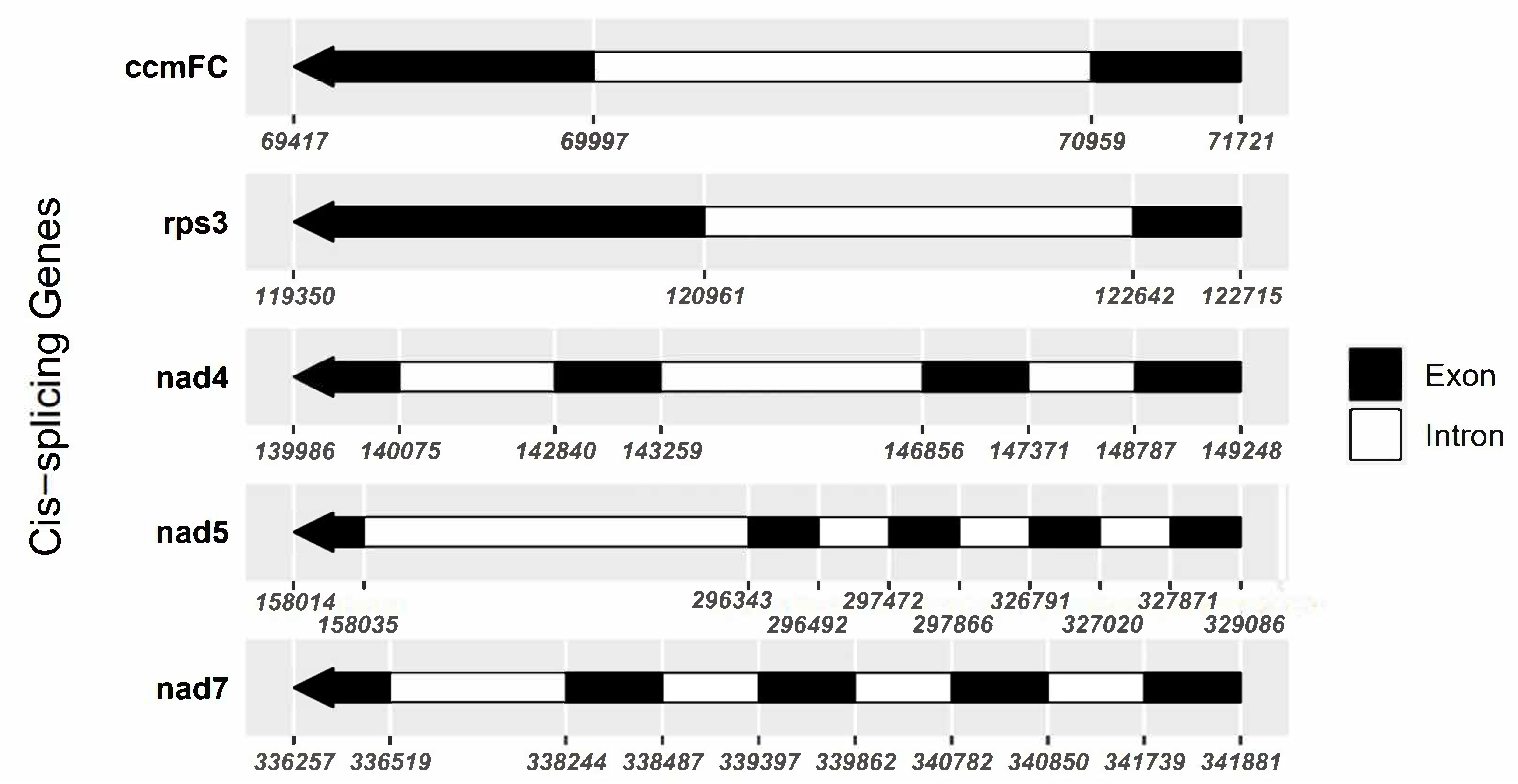 Assembly and Characterization of the Mitochondrial Genome of 