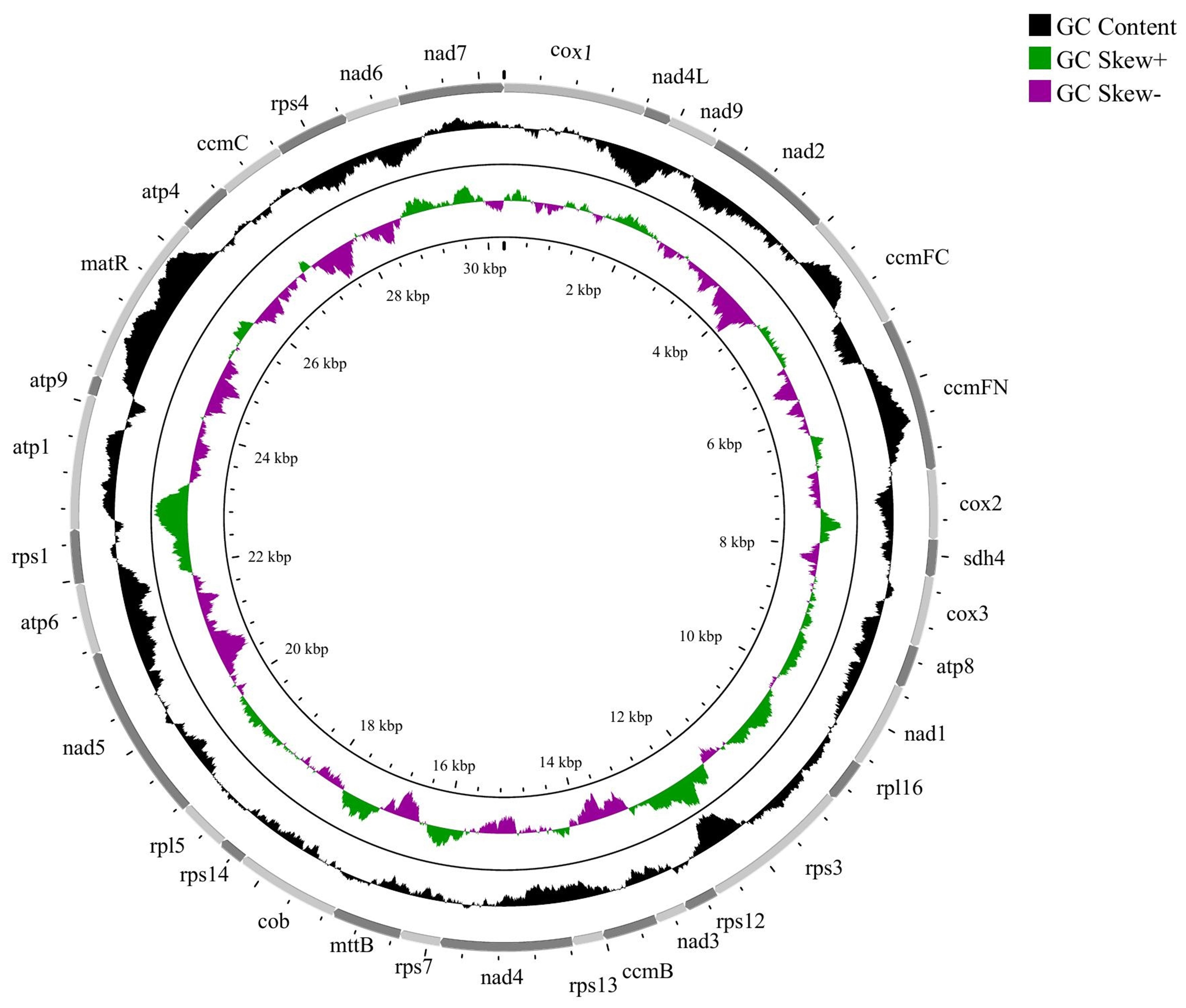 Assembly and Characterization of the Mitochondrial Genome of 