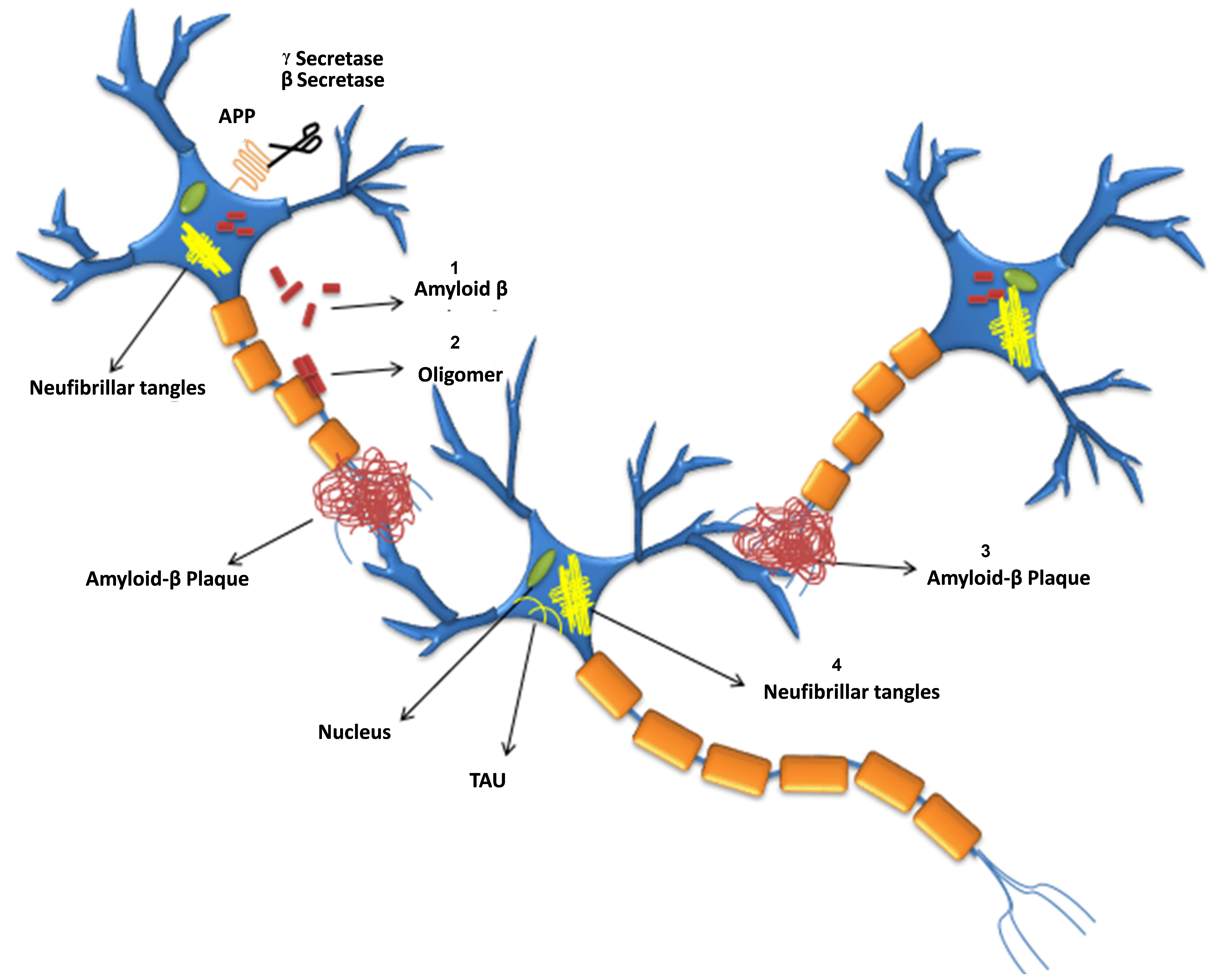 Frontiers  General Principles Underpinning Amyloid Structure