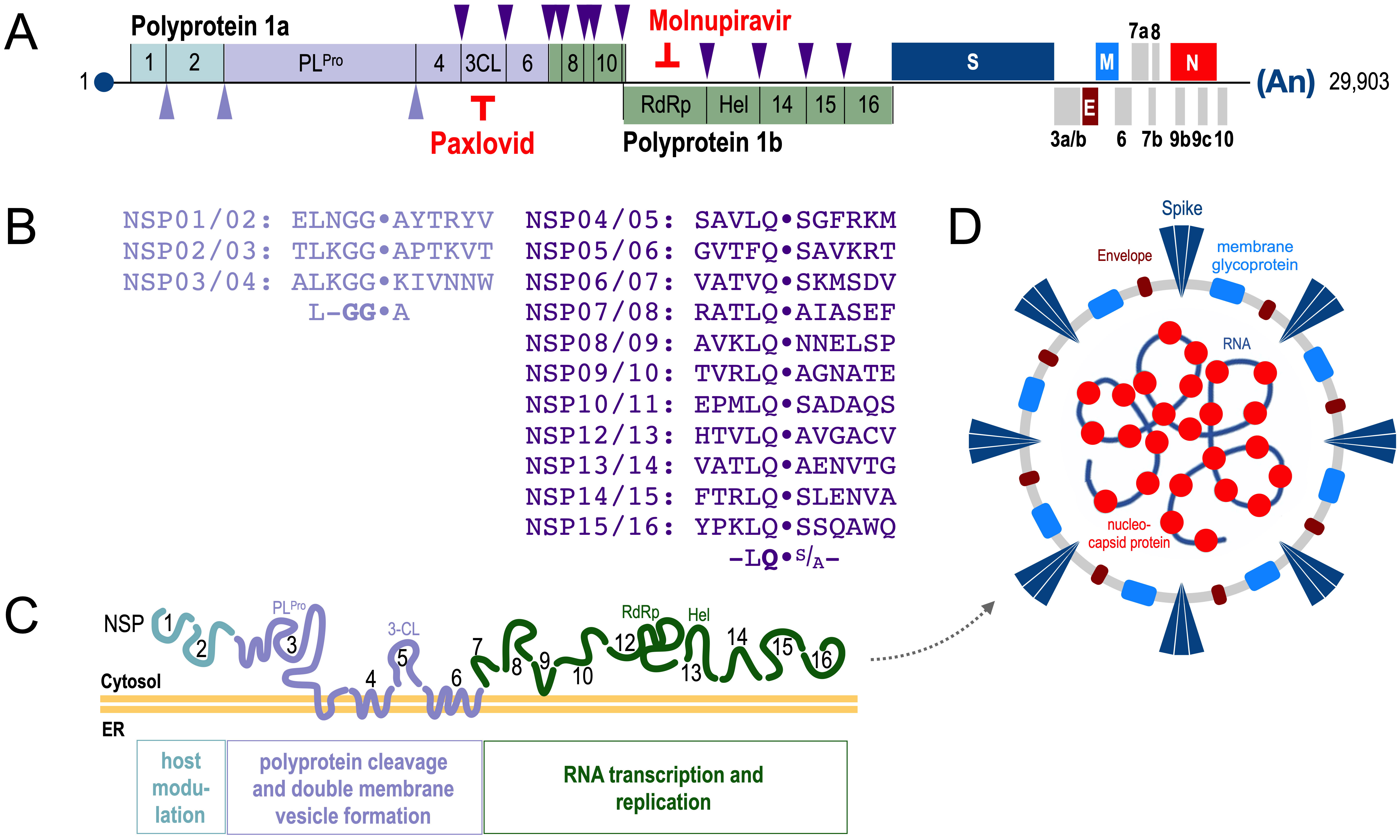 Yale study reveals insights into post-vaccine heart inflammation cases