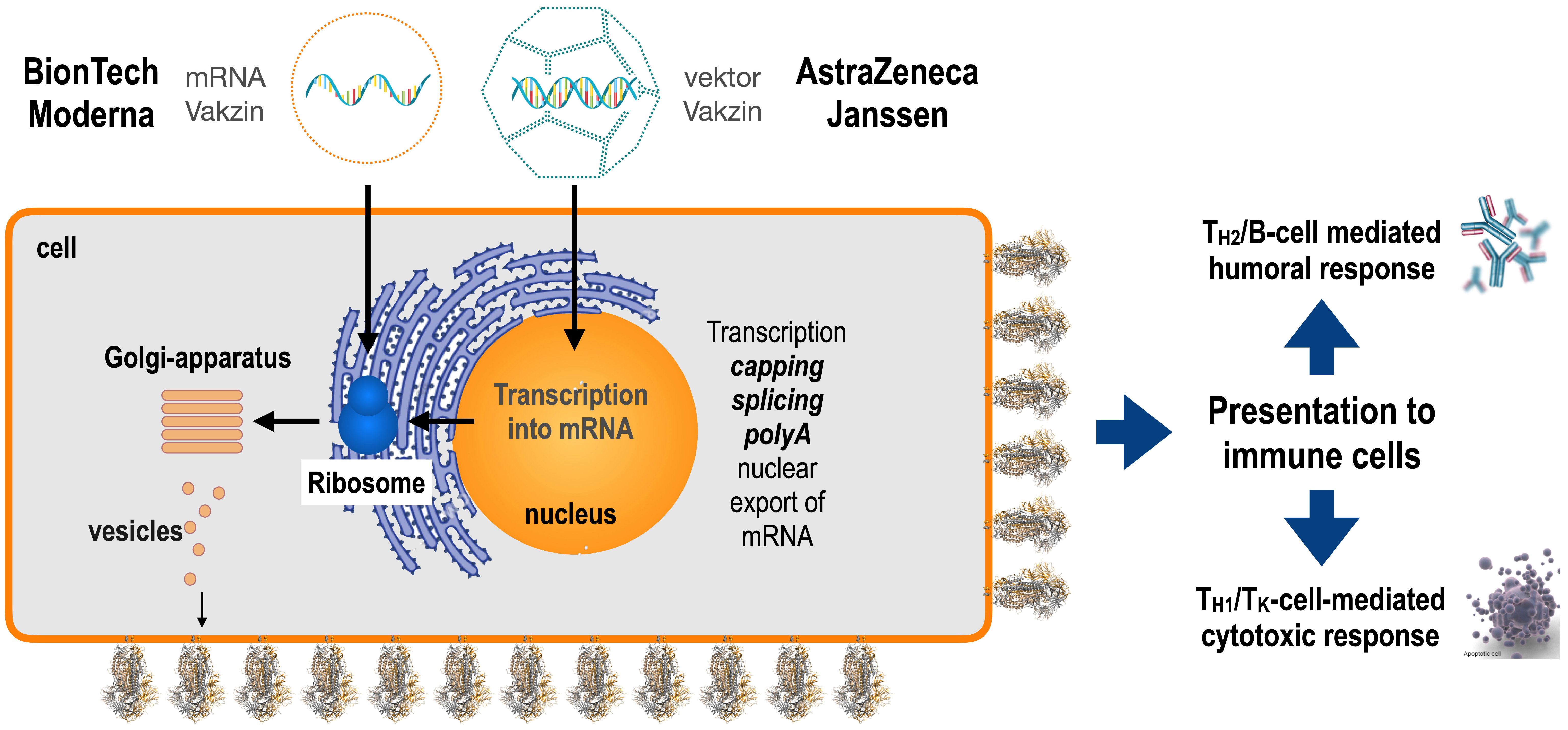 Pre-existing anti-SARS-CoV-2 immunity decreases viral spread but increase  SARS-CoV-2 Omicron competitiveness in hamsters