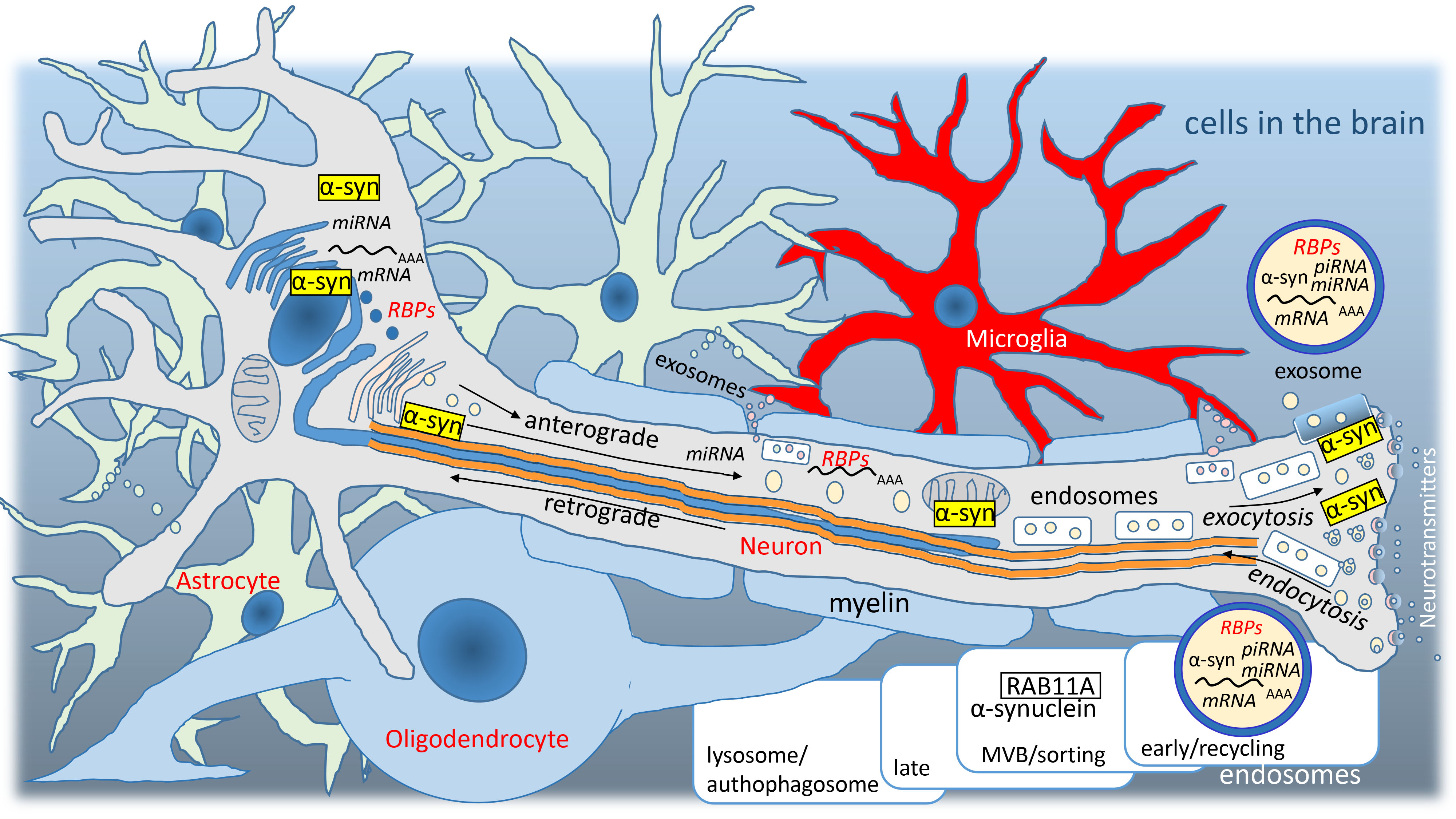 Proteomic analysis reveals sex-specific biomarker signature in postural  orthostatic tachycardia syndrome, BMC Cardiovascular Disorders