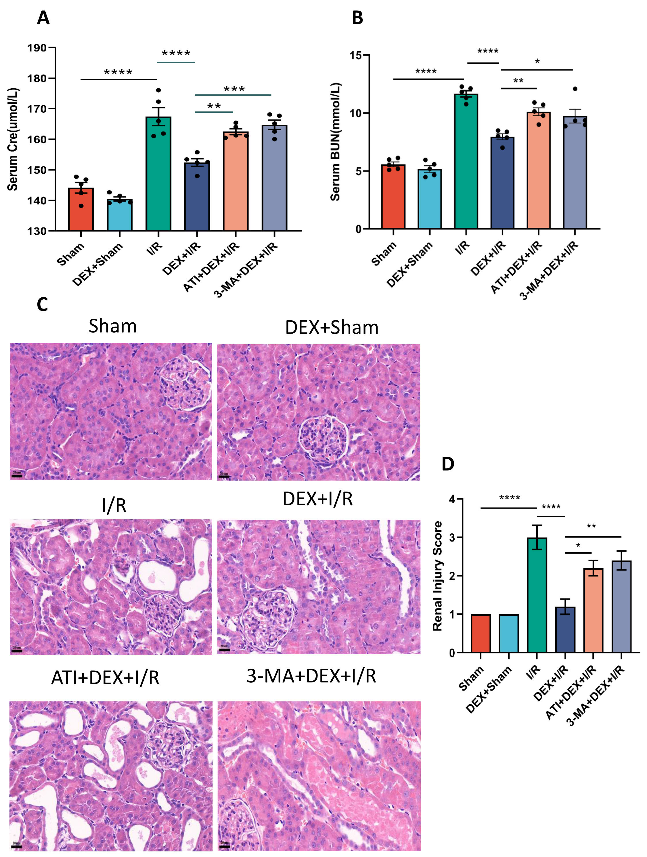 Dexmedetomidine Alleviates Ischemia/Reperfusion-Associated Acute 