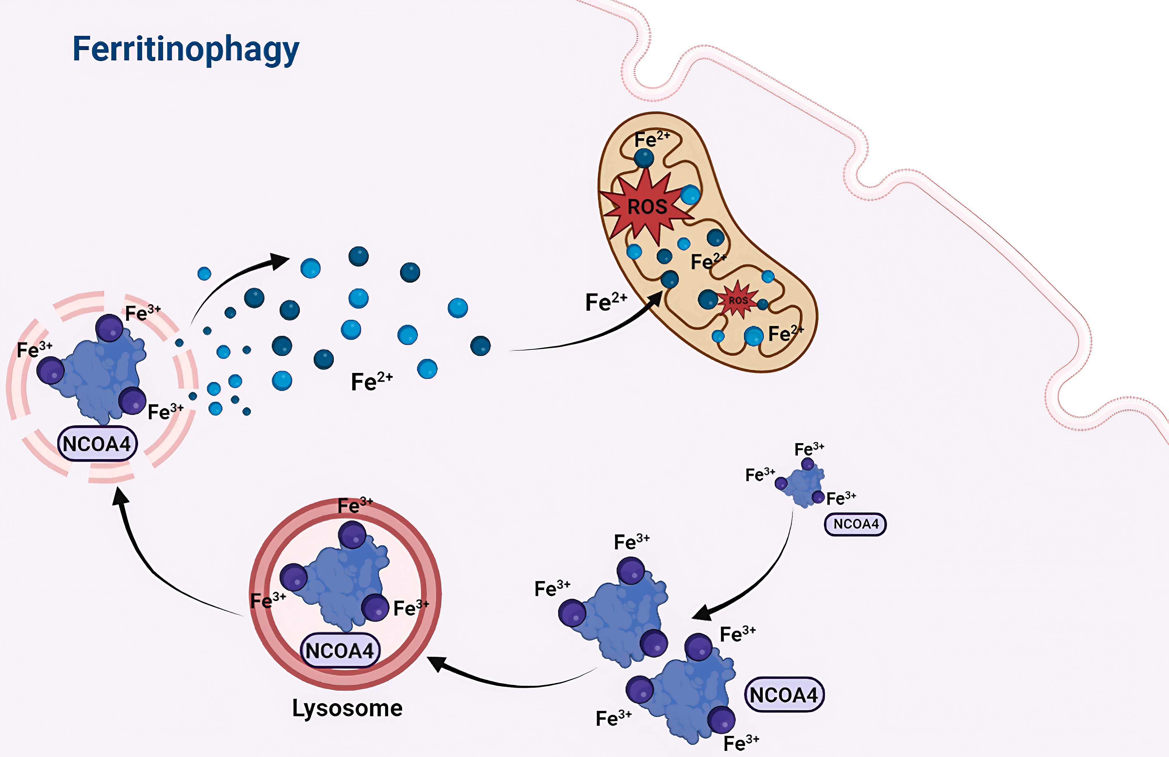 Lipid Peroxidation in Ferroptosis and Association with