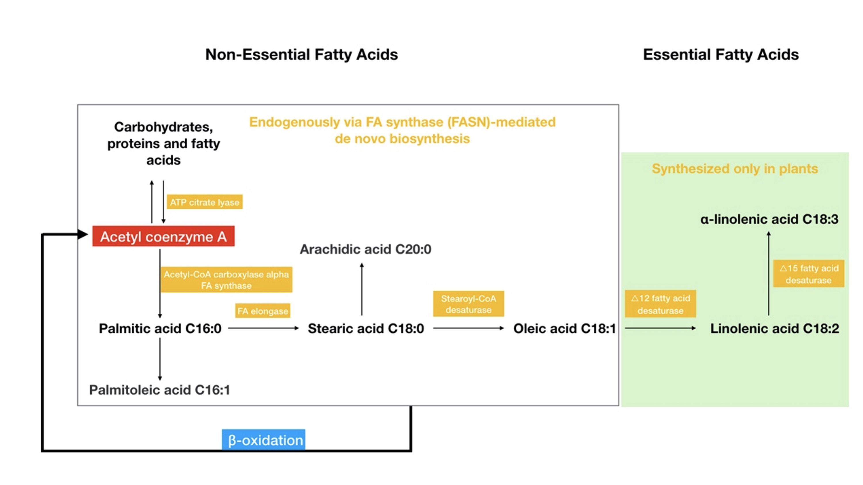 Fatty Acid Metabolism: A New Perspective in Breast Cancer Precision Therapy