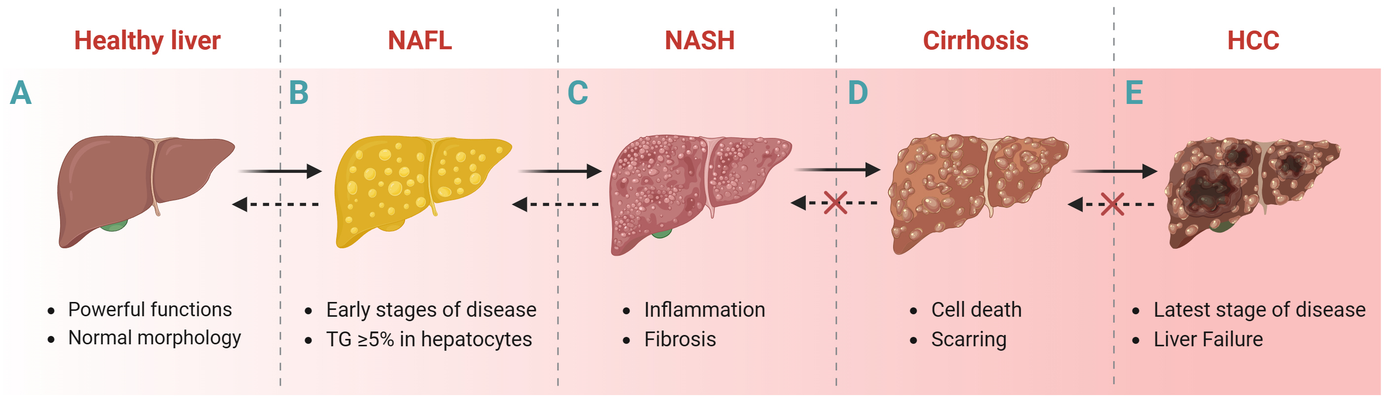 FGF21: A Sharp Weapon in the Process of Exercise to Improve NAFLD