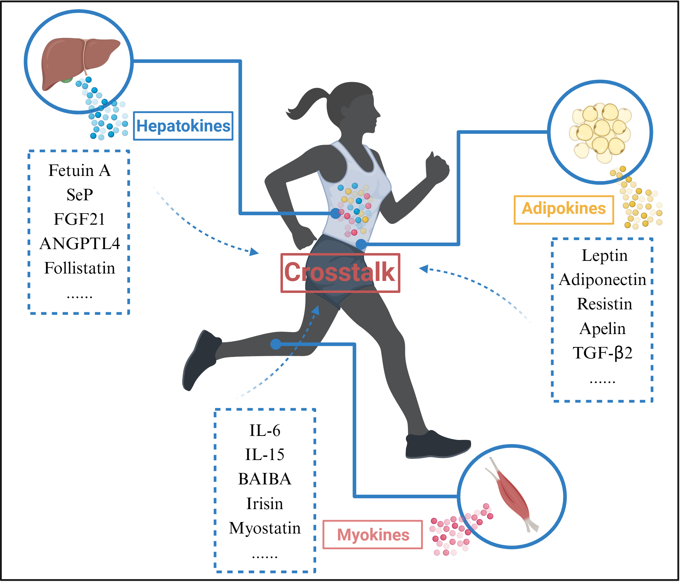 The effect of different type of exercise training on exerkines in women