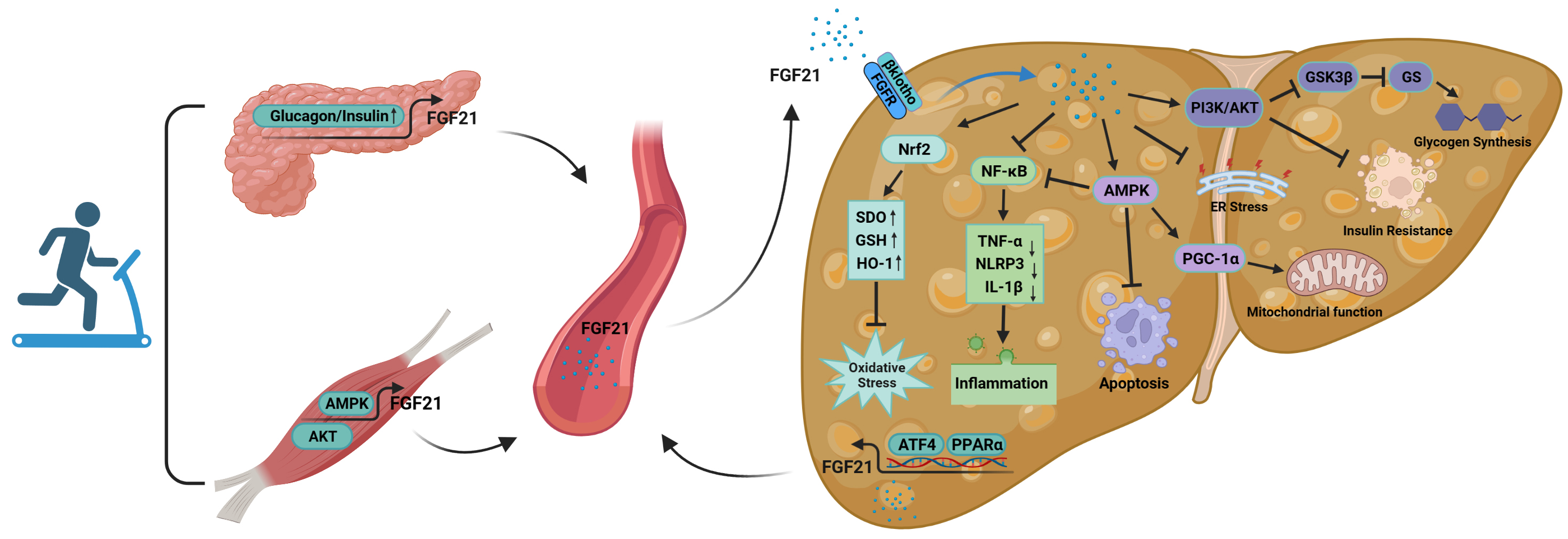 FGF21: A Sharp Weapon in the Process of Exercise to Improve NAFLD