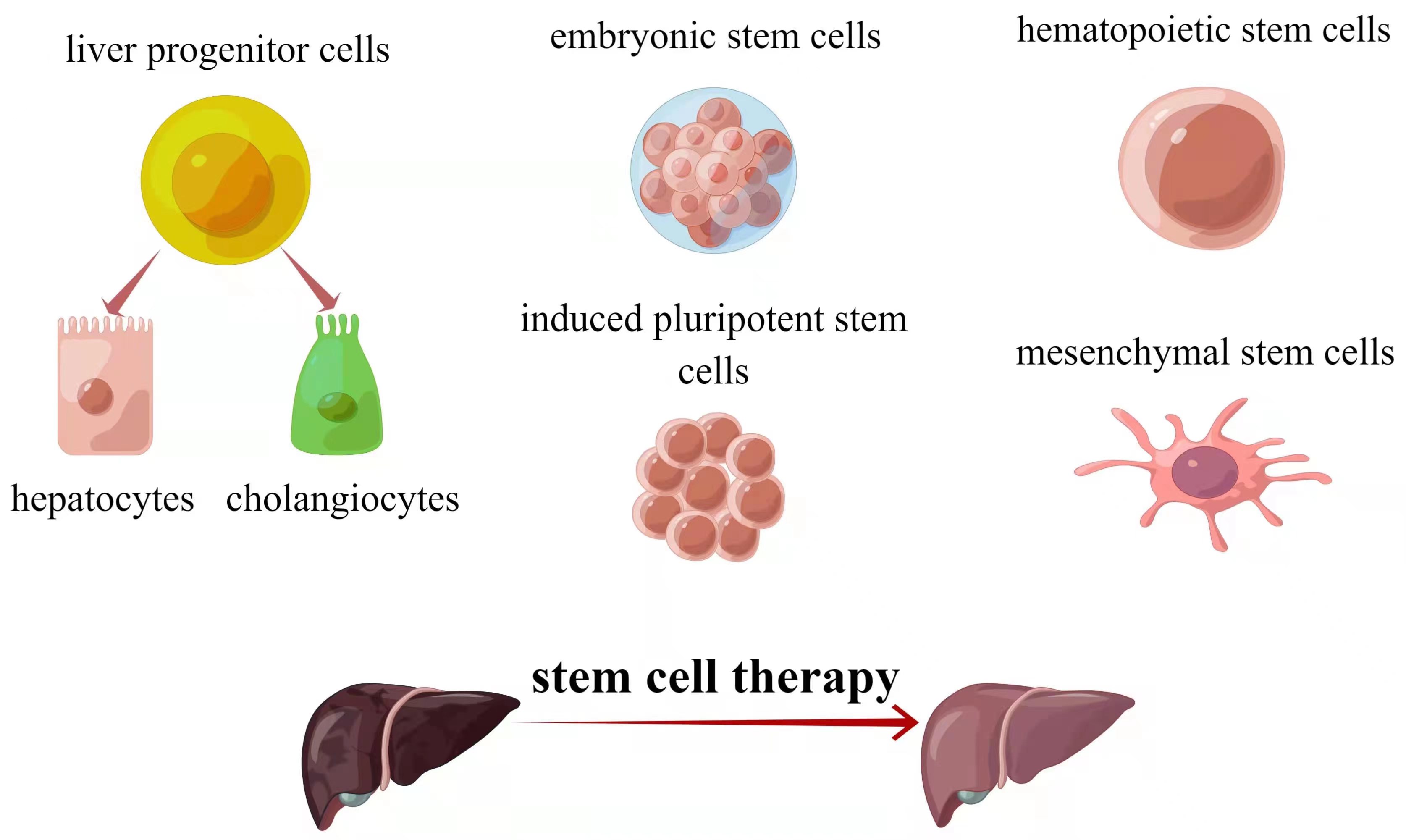 Stem Cell Plasticity in Tissue Repair and Regeneration Collection