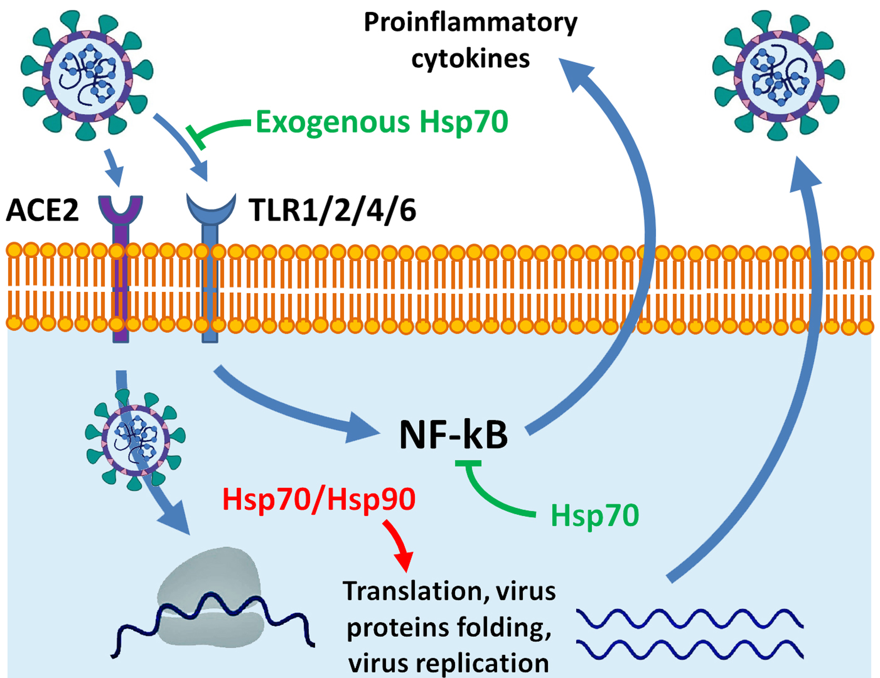 The Role Of Hsp70 In Adaptation To Adverse Conditions And Its Possible ...