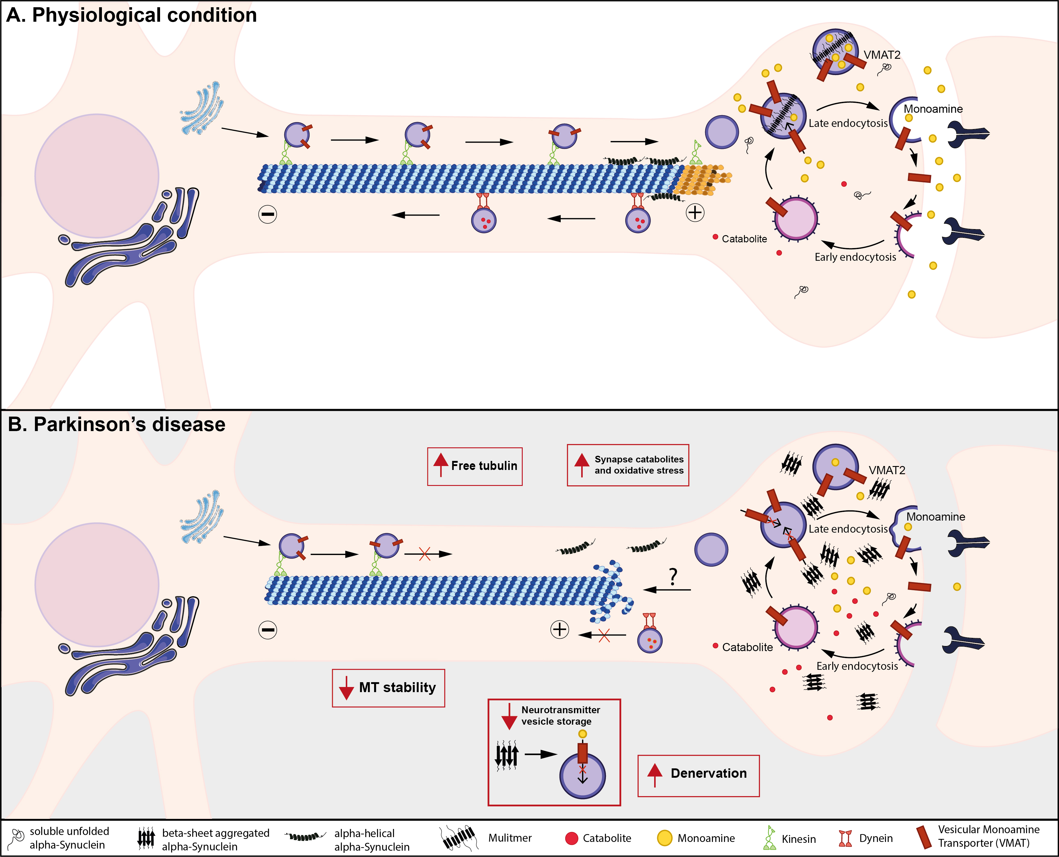 α-Synuclein Aggregation in Treatment of Parkinson's Disease