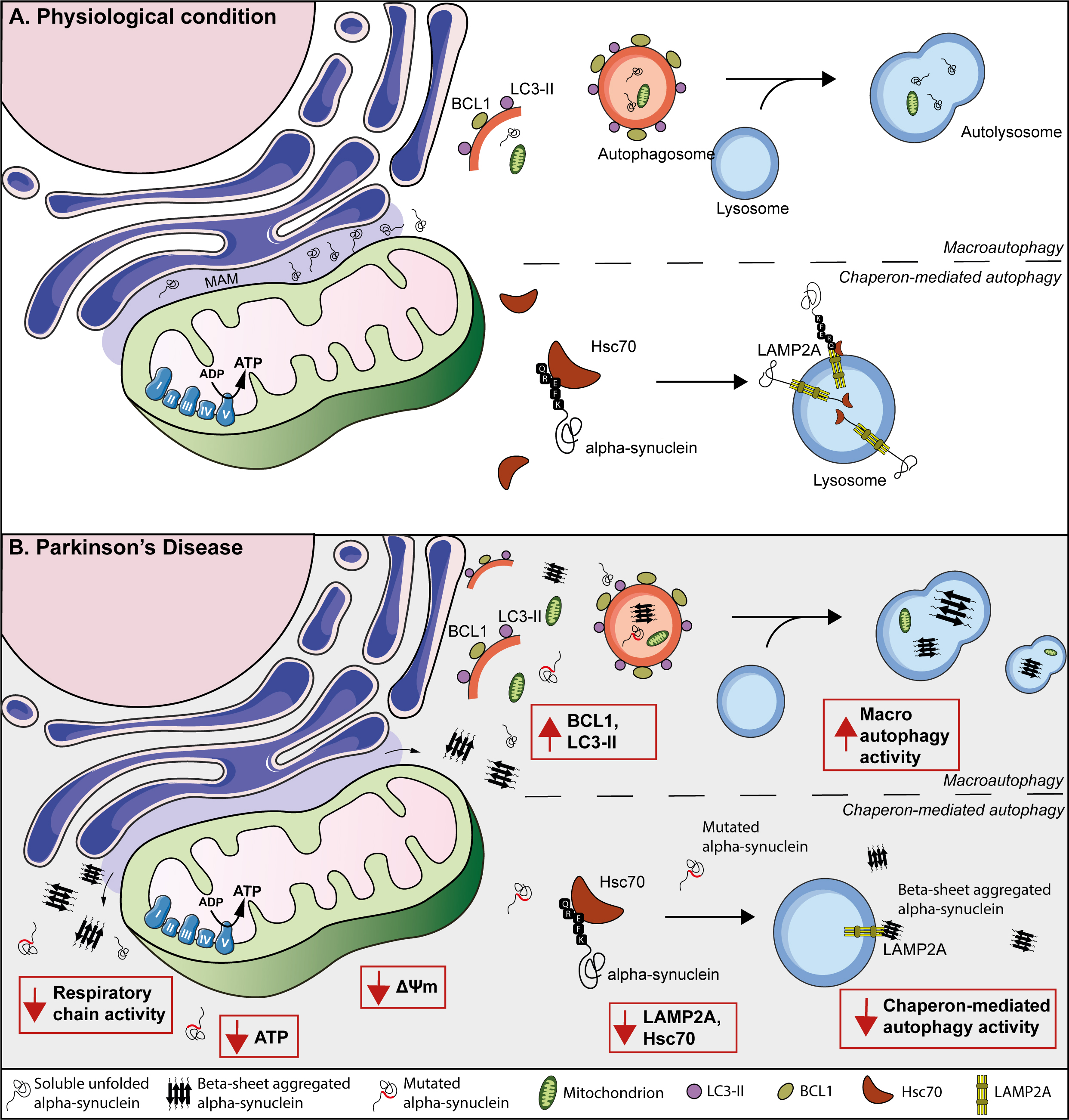 α-Synuclein Aggregation in Treatment of Parkinson's Disease