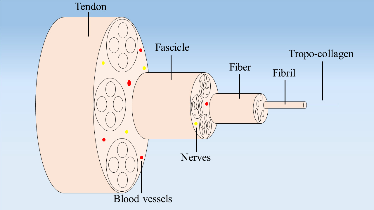 Current Advancements and Strategies of Biomaterials for Tendon