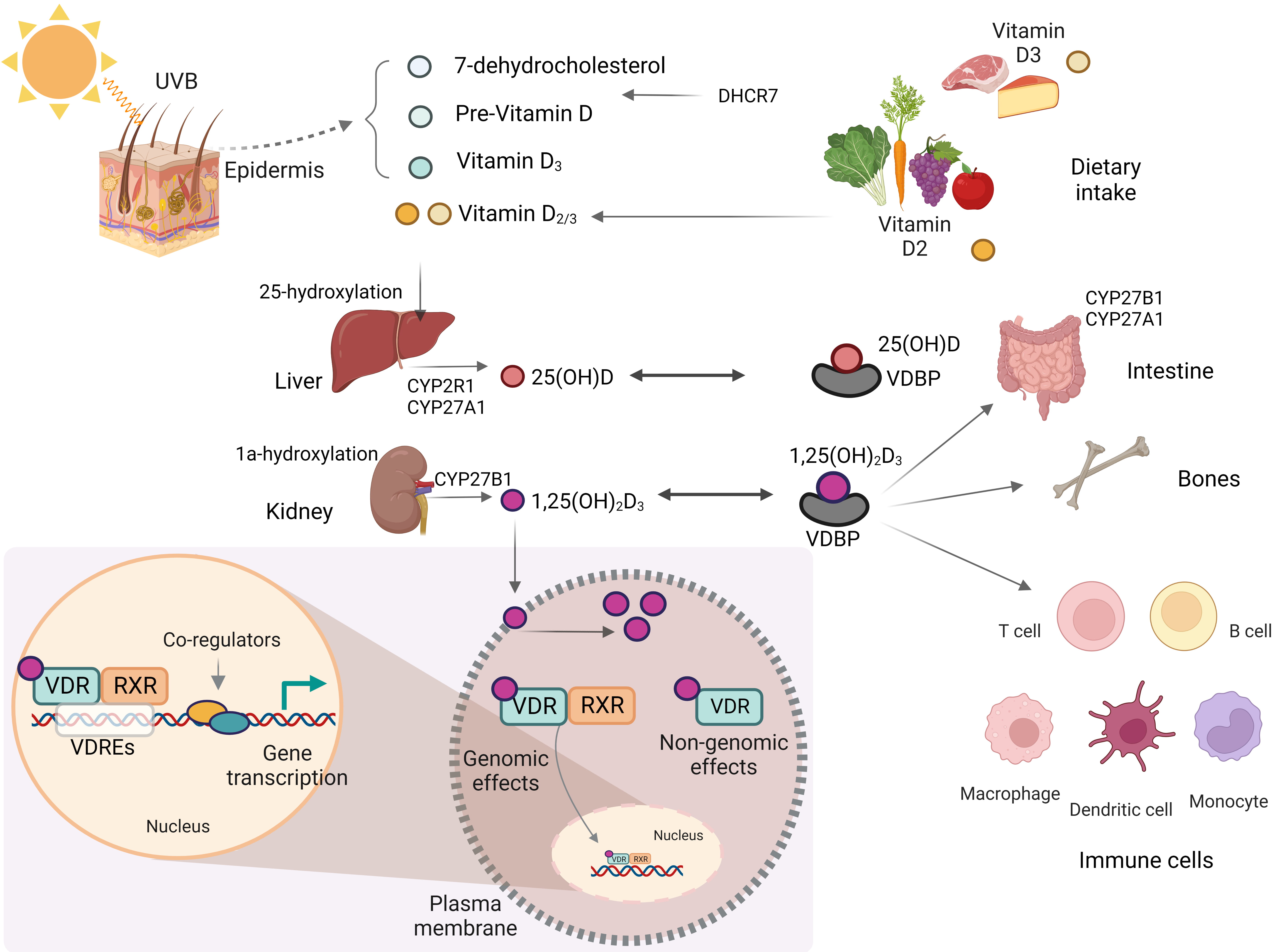 Frontiers  Vitamin A deficiency and vitamin A supplementation