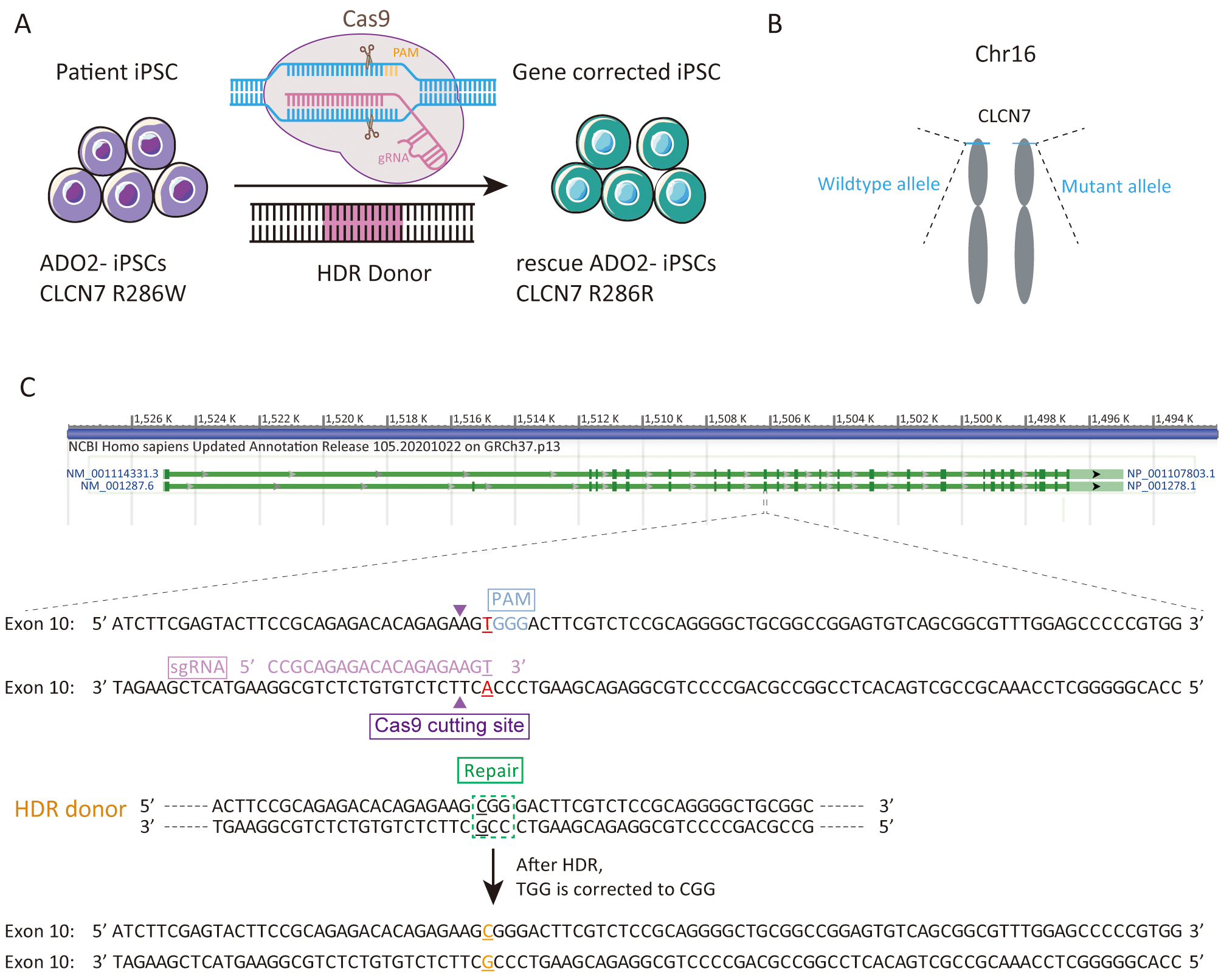 CRISPR-Cas9 correction of OPA1 c.1334G>A: p.R445H restores mitochondrial  homeostasis in dominant optic atrophy patient-derived iPSCs - ScienceDirect