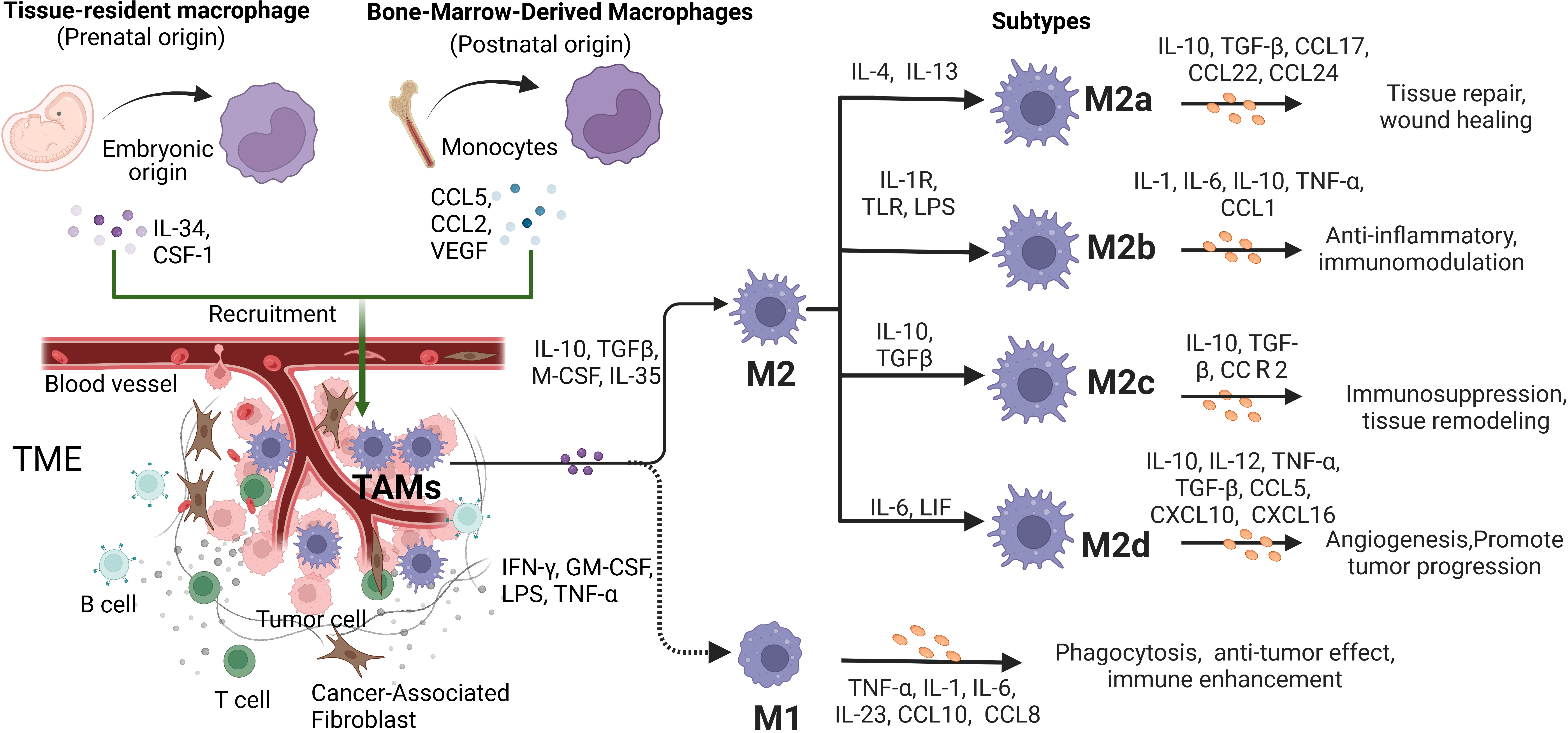 Frontiers  Strategies to reinvigorate exhausted CD8+ T cells in tumor  microenvironment