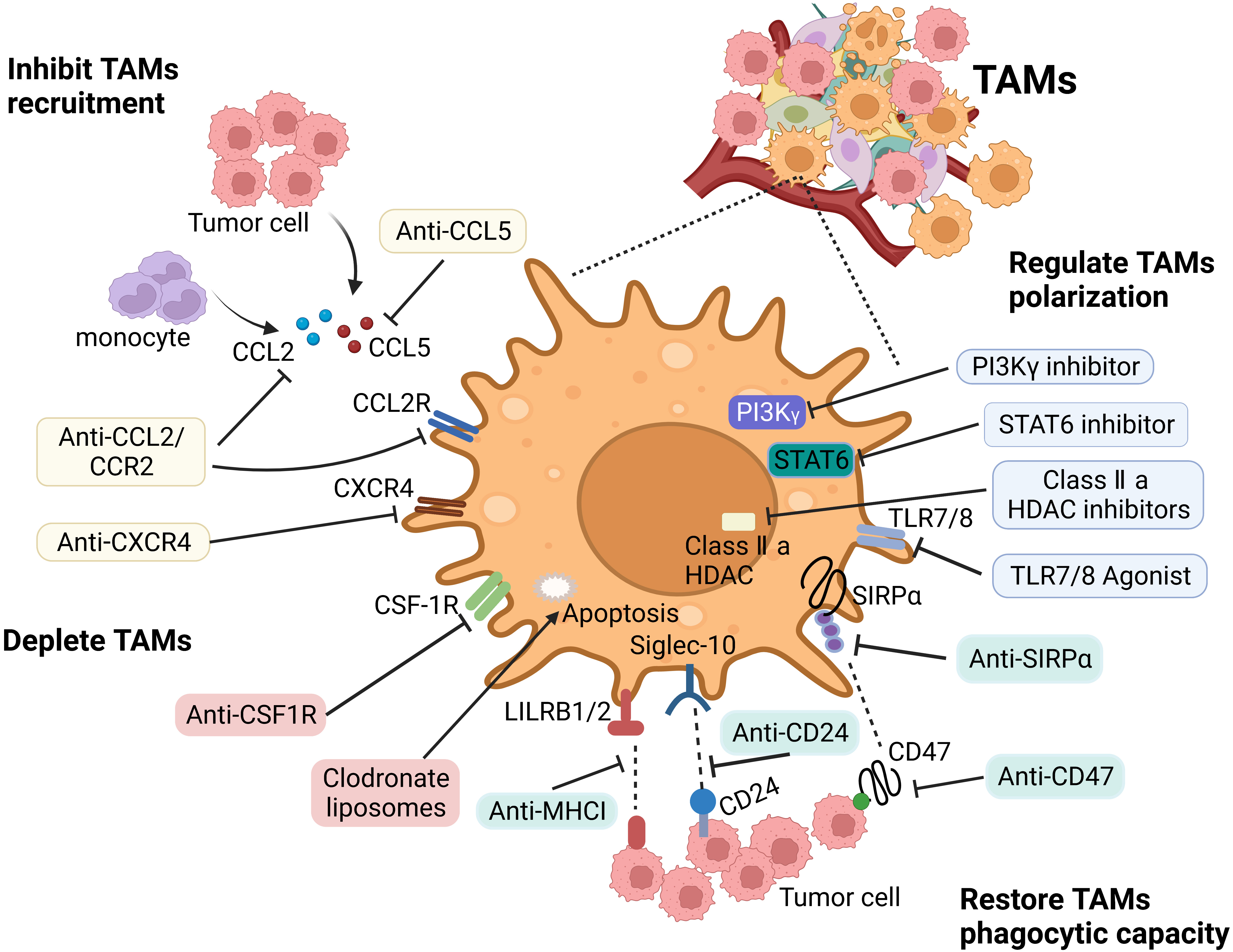 The Roles And Targeting Of Tumor Associated Macrophages