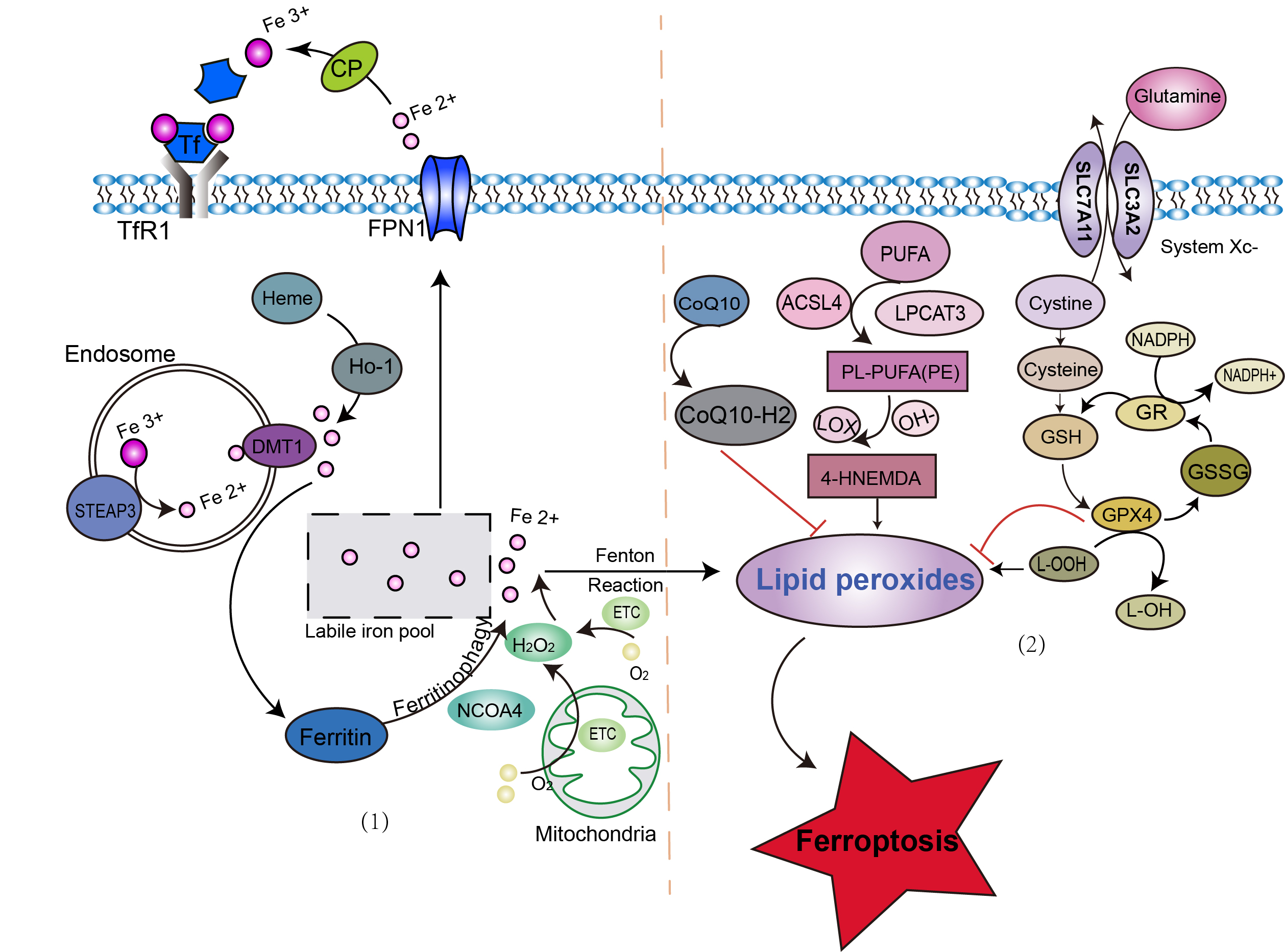 Role of Ferroptosis in Glial Cells after Ischemic Stroke