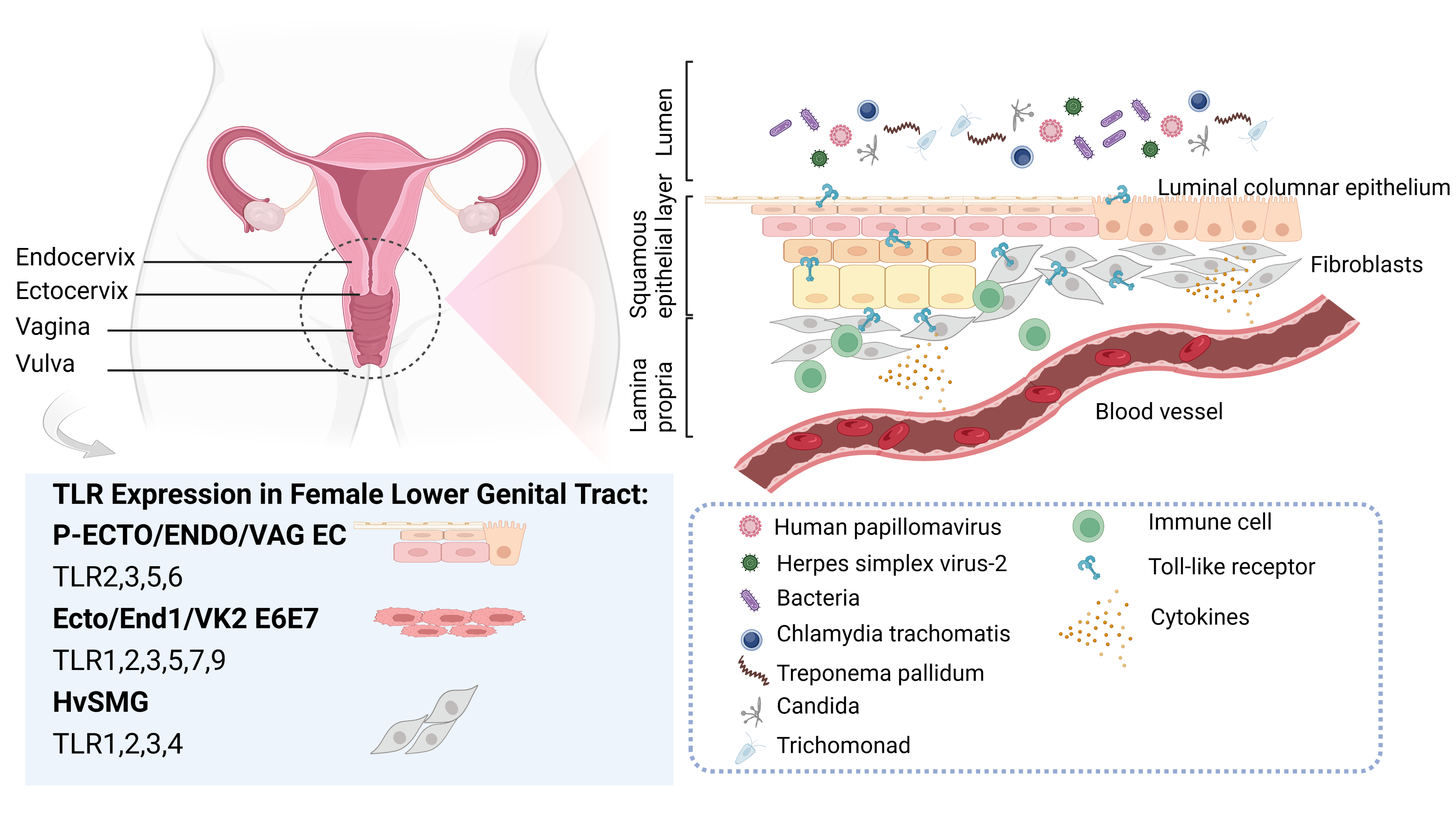 viral vaginitis