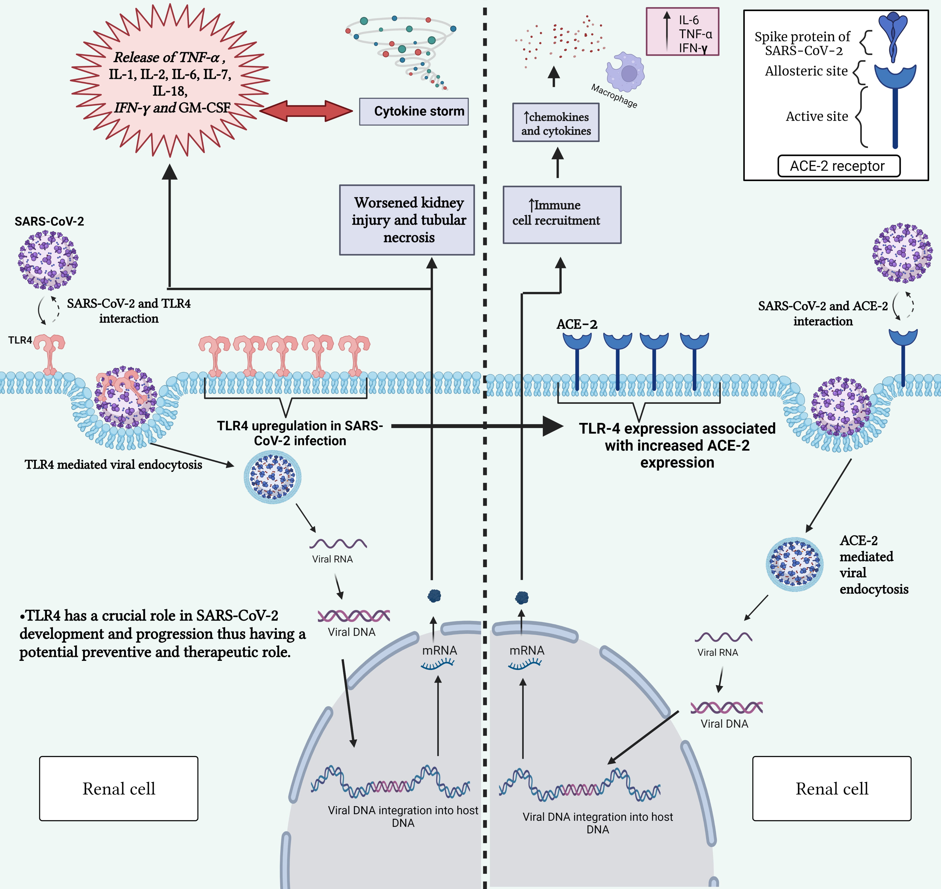 SARS-CoV-2 spike protein interacts with and activates TLR41