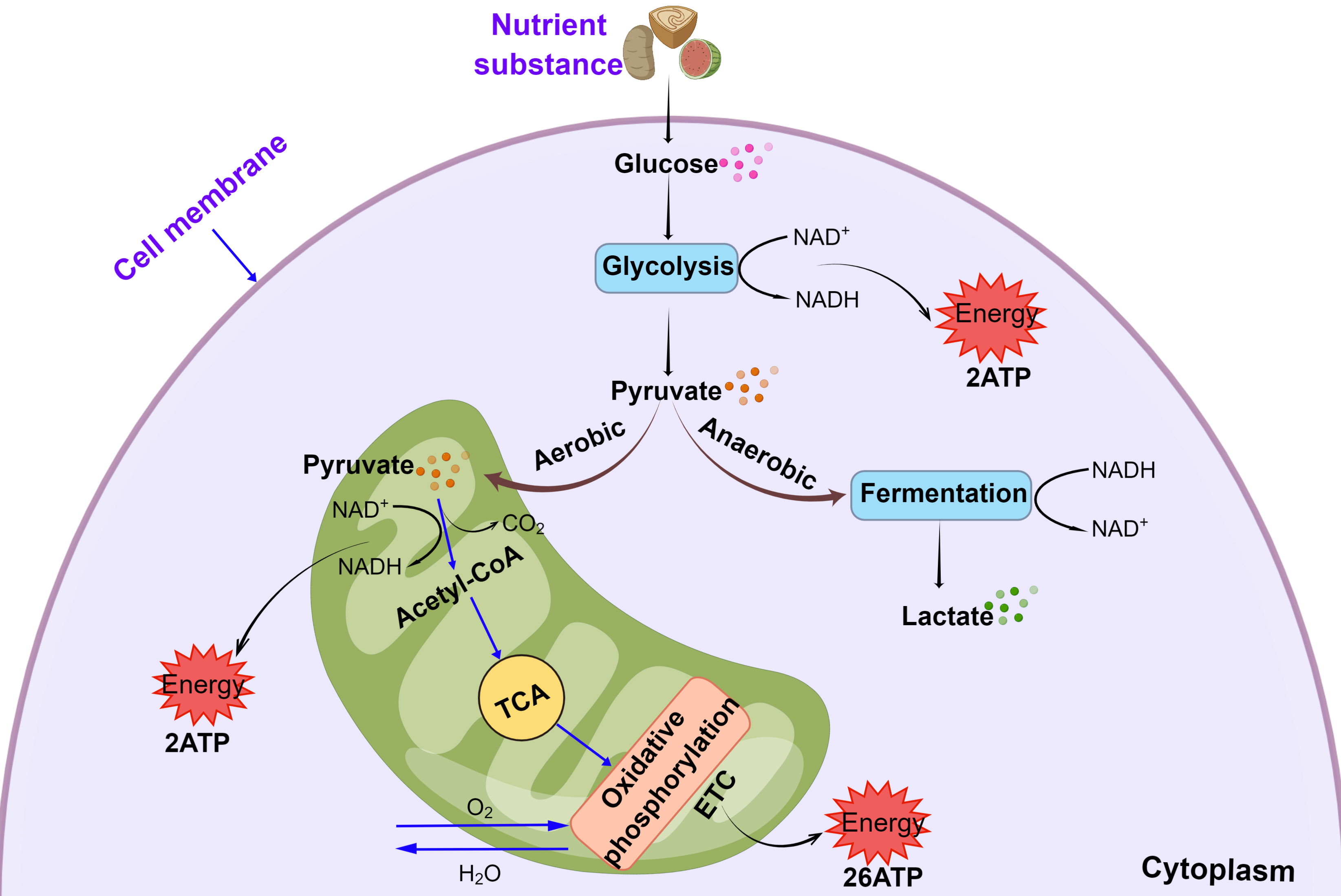 The Regulatory Role and Mechanism of Energy Metabolism in Vascular Diseases