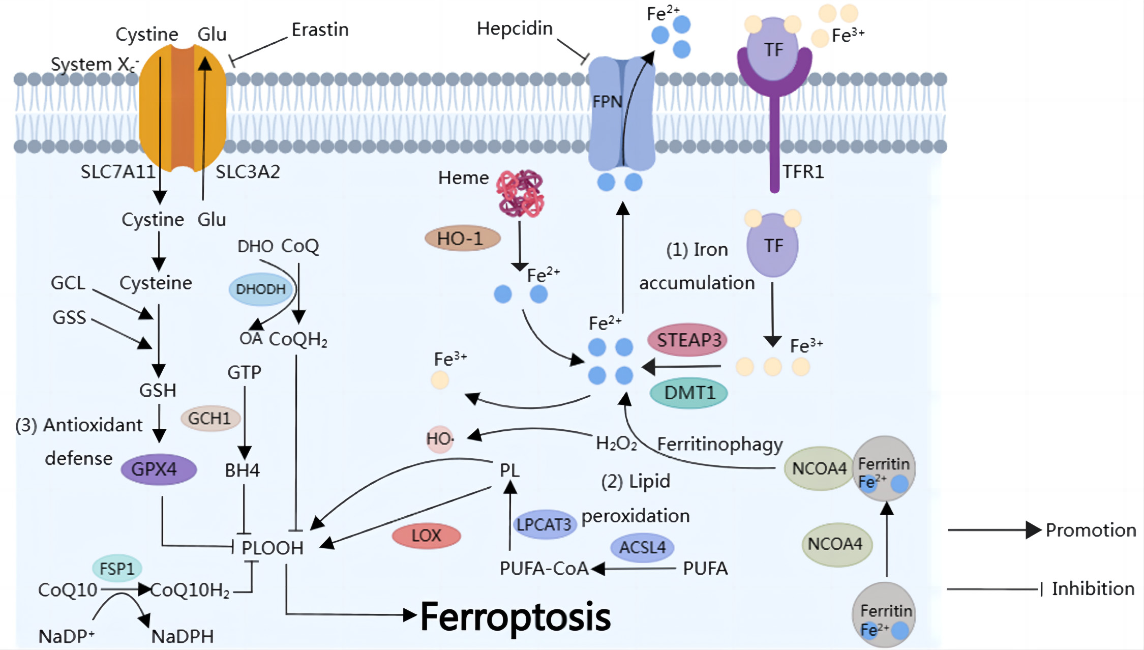 Ferroptosis: New Strategies and Ideas for the Treatment of 