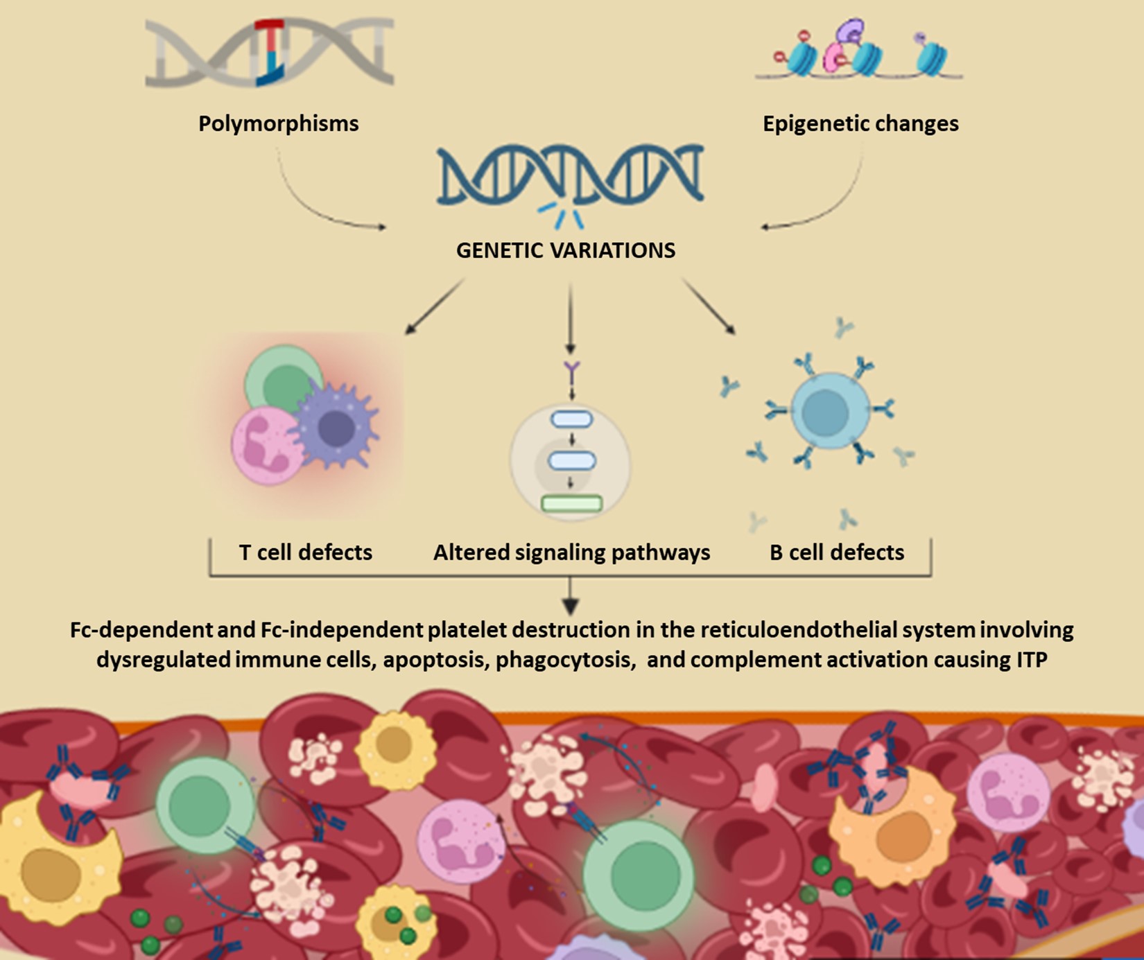 Immune Thrombocytopenia: Immune Dysregulation and Genetic