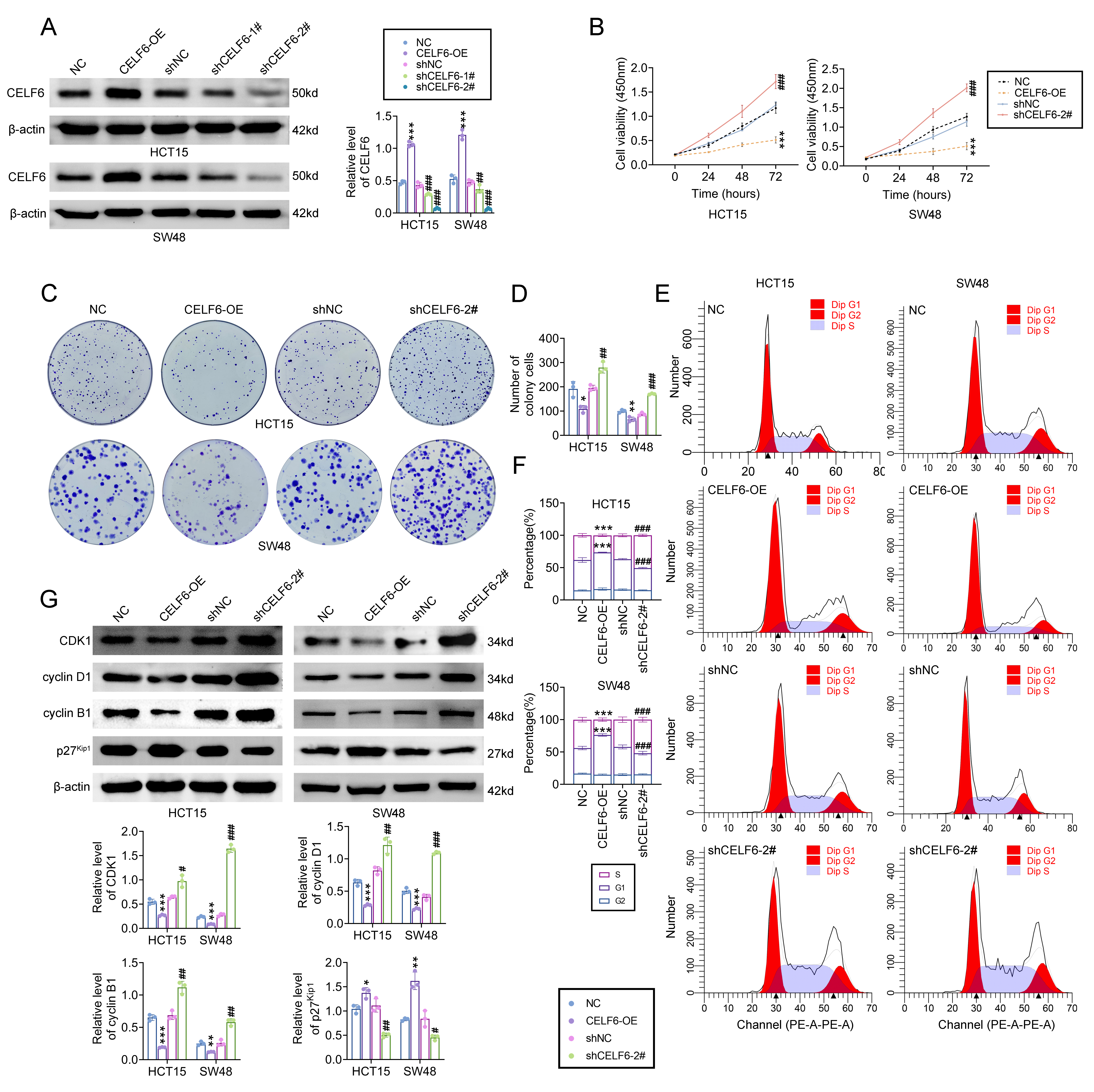 おまとめ【cal224 206　fl613　aph65　heu5　sel3】 CELF6 as an Oncogene in Colorectal Cancer: Targeting Stem