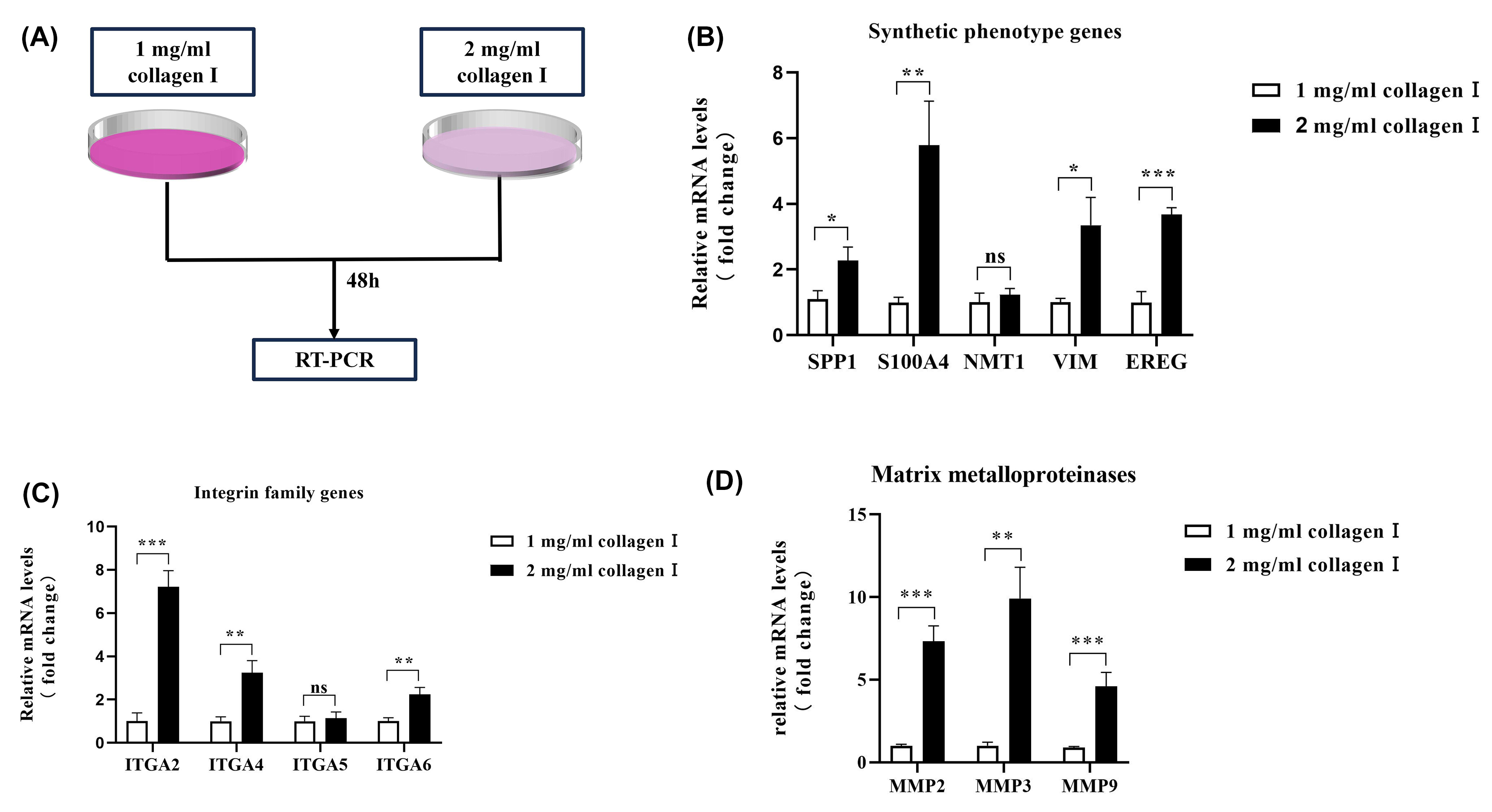 Effects of Extracellular Matrix Changes Induced by a High