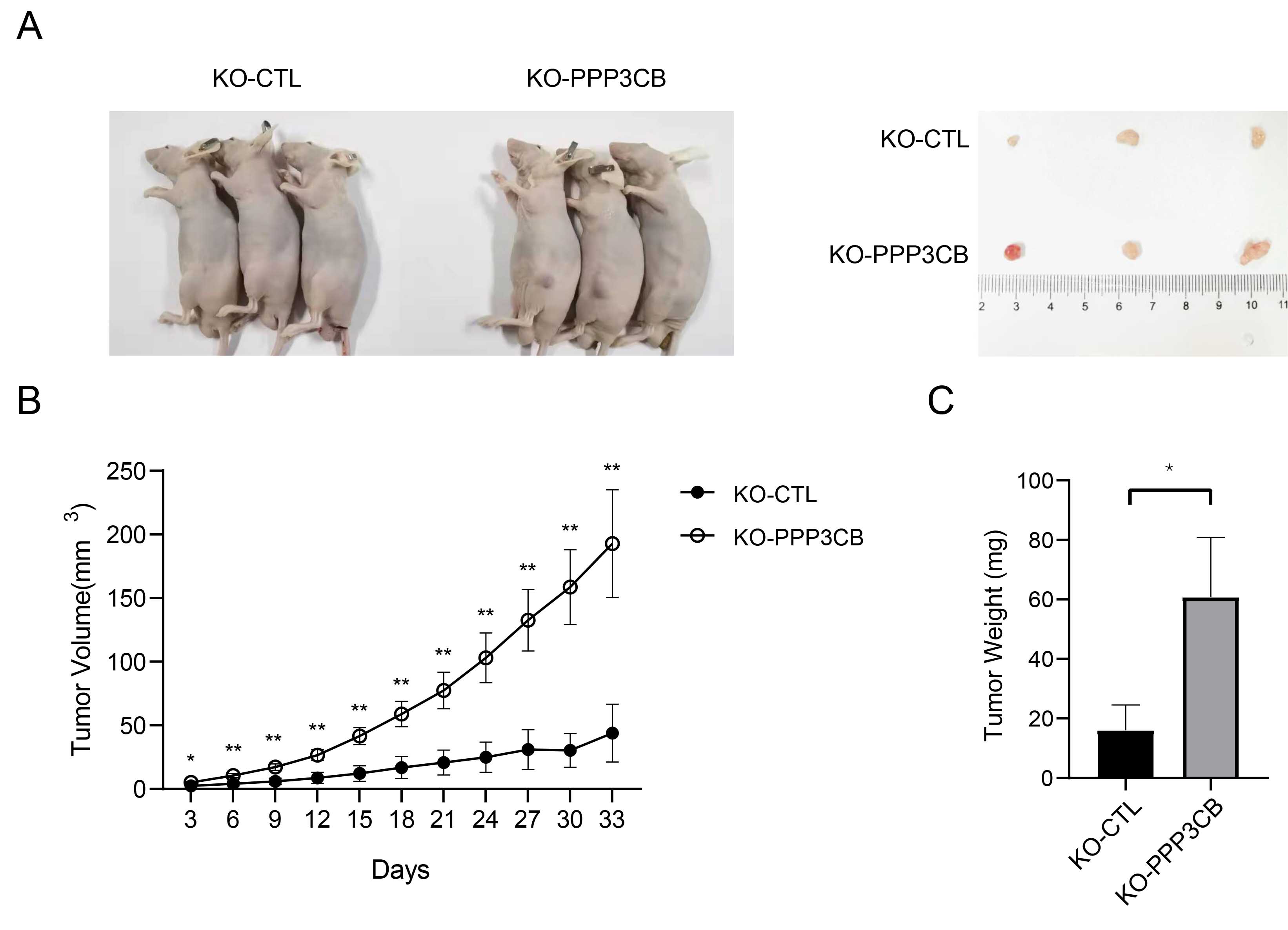 PPP3CB Inhibits Cell Proliferation and the Warburg Effect in Bladder Cancer  by Blocking PDHK1