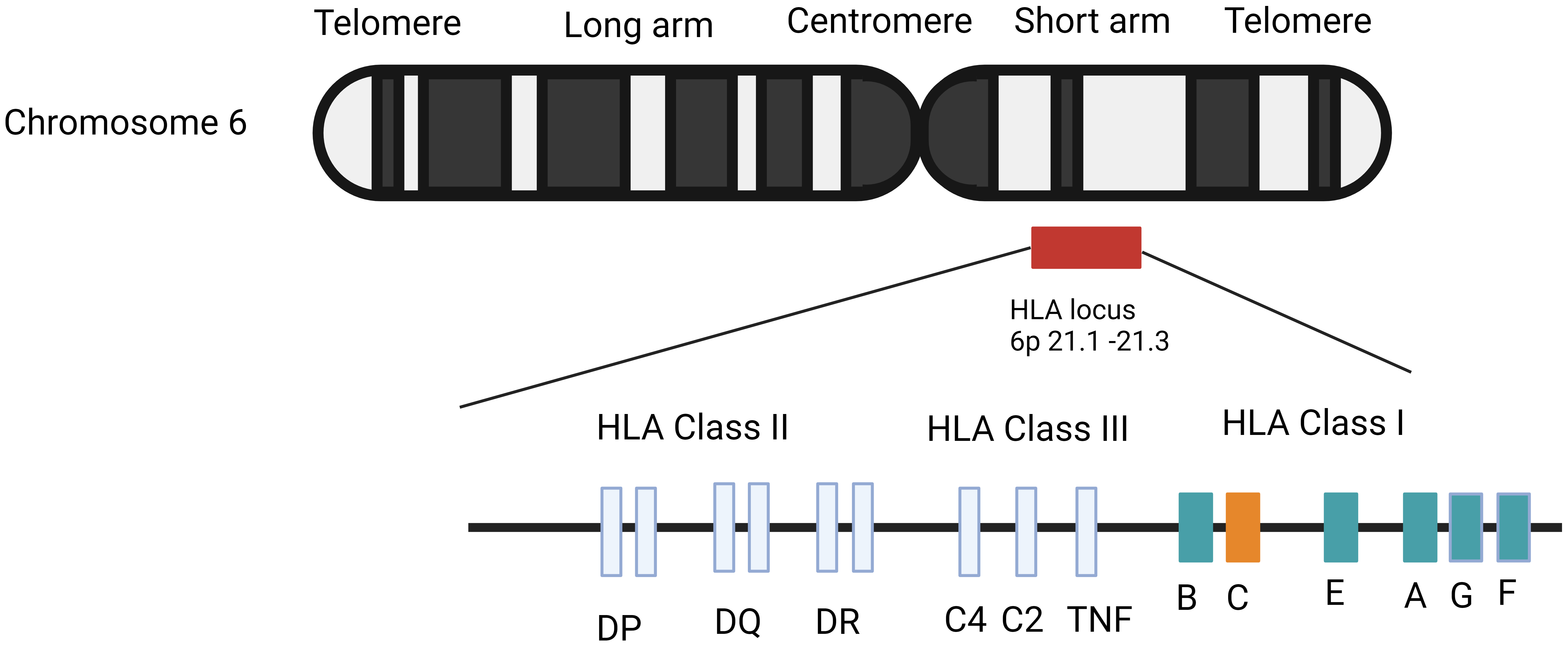 Polymorphism of HLA and Susceptibility of Breast Cancer