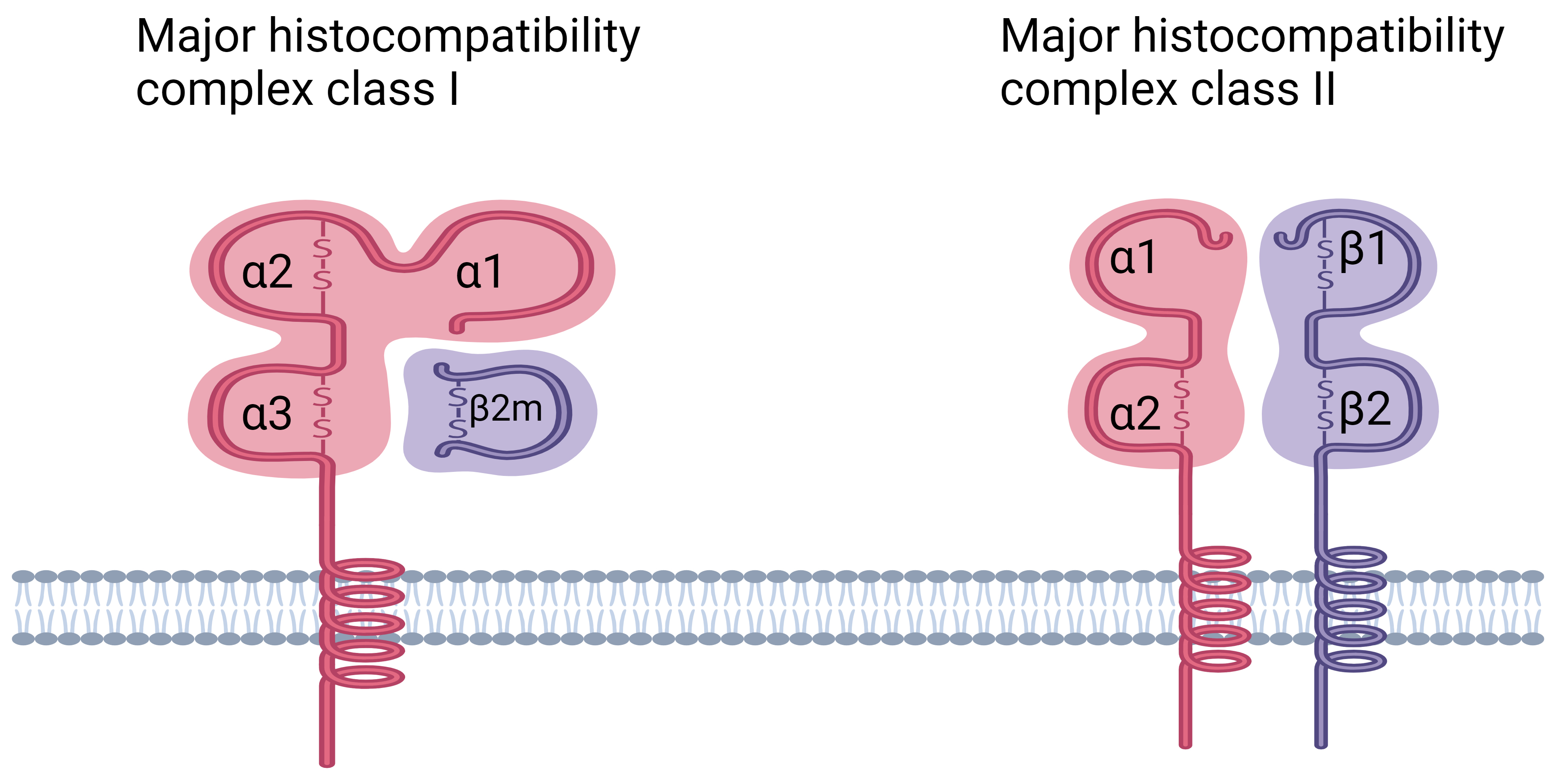 Polymorphism of HLA and Susceptibility of Breast Cancer