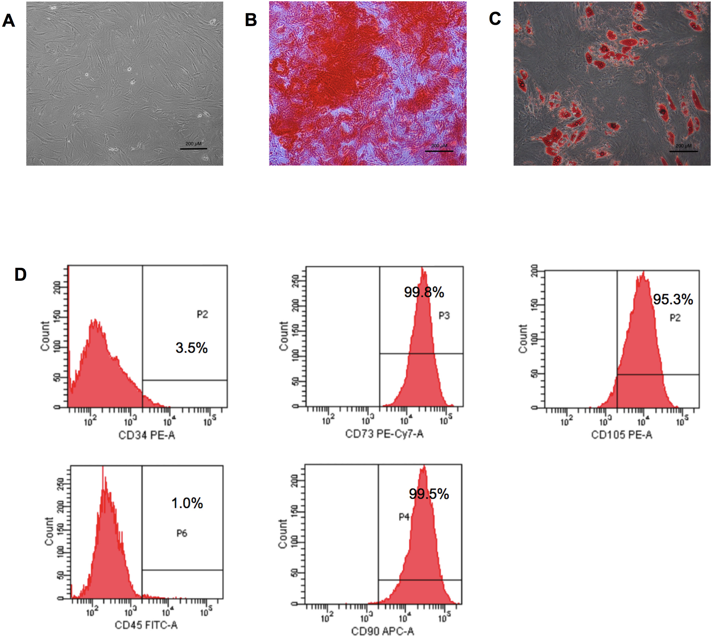 The Use of Human Platelet Lysate as a Coating Substance for