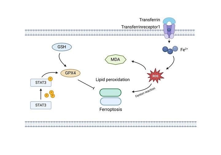 LncRNA-PVT1 Inhibits Ferroptosis through Activating STAT3
