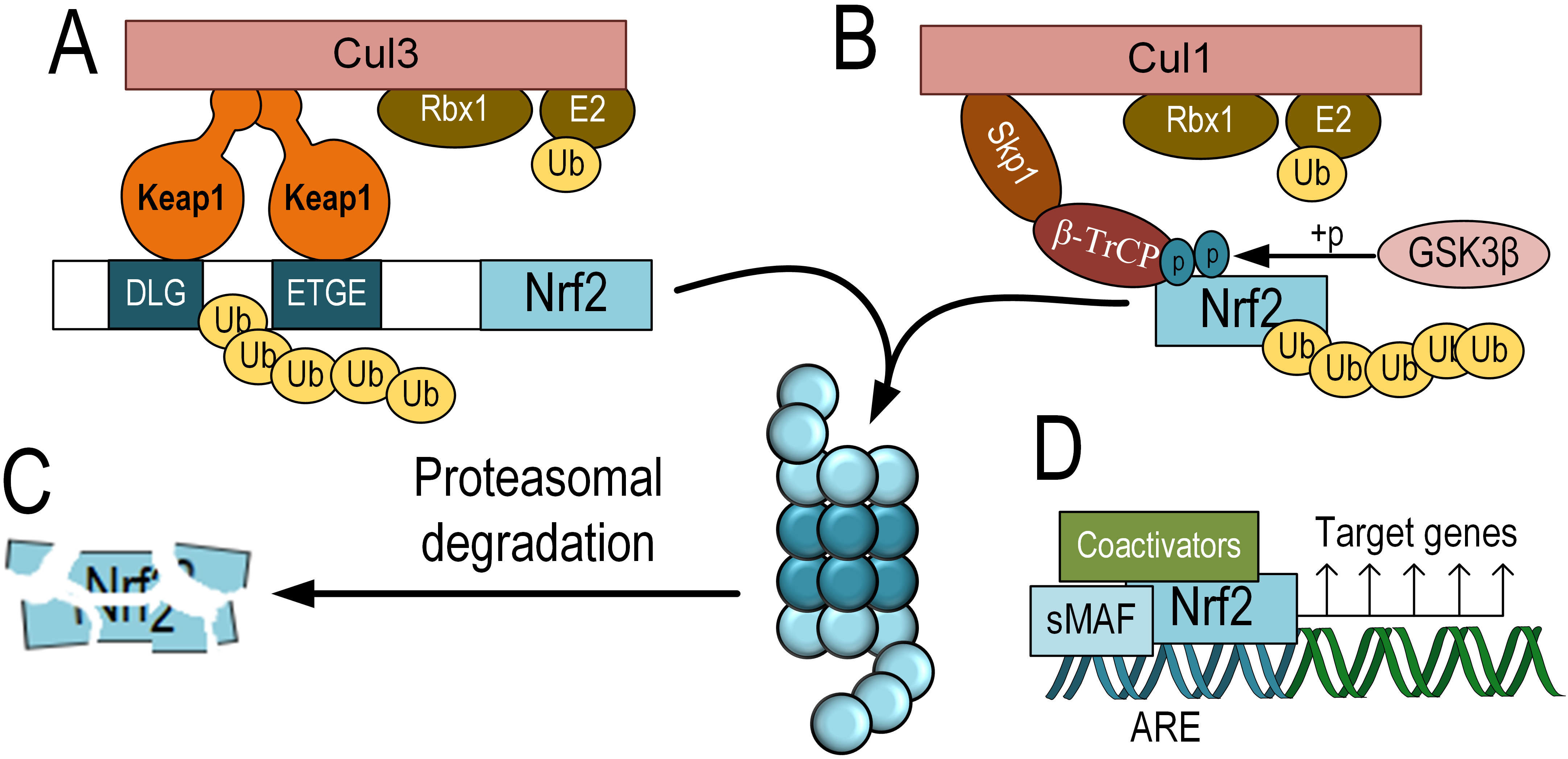 その他 PROTANDIM NRF2 Roles of Nrf2 in Liver Diseases: Molecular, Pharmacological
