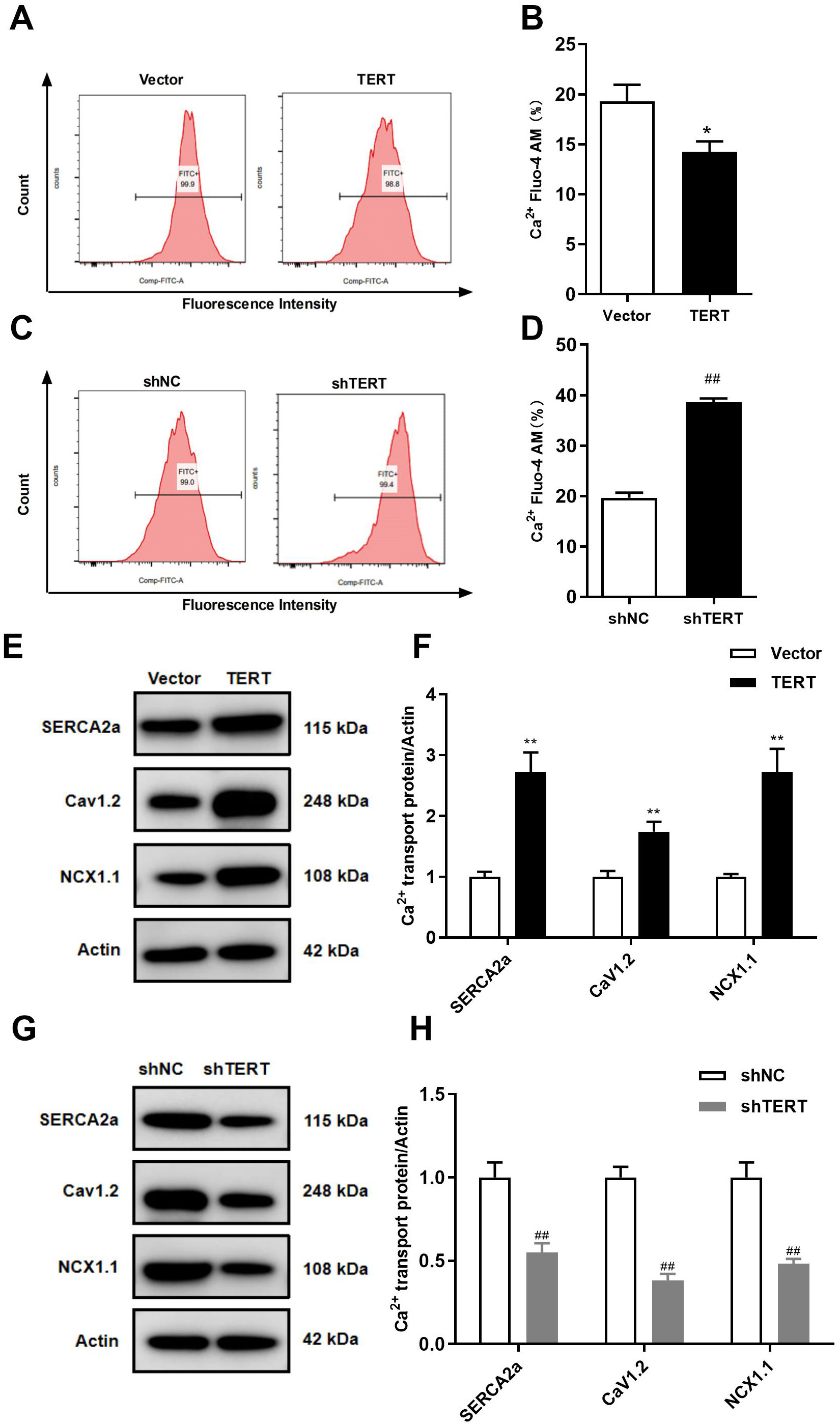 Telomerase Reverse Transcriptase Regulates Intracellular