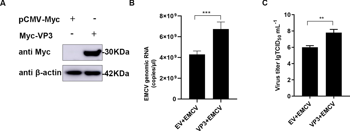 Tnk... The cGAS-STING pathway activates transcription factor TFEB