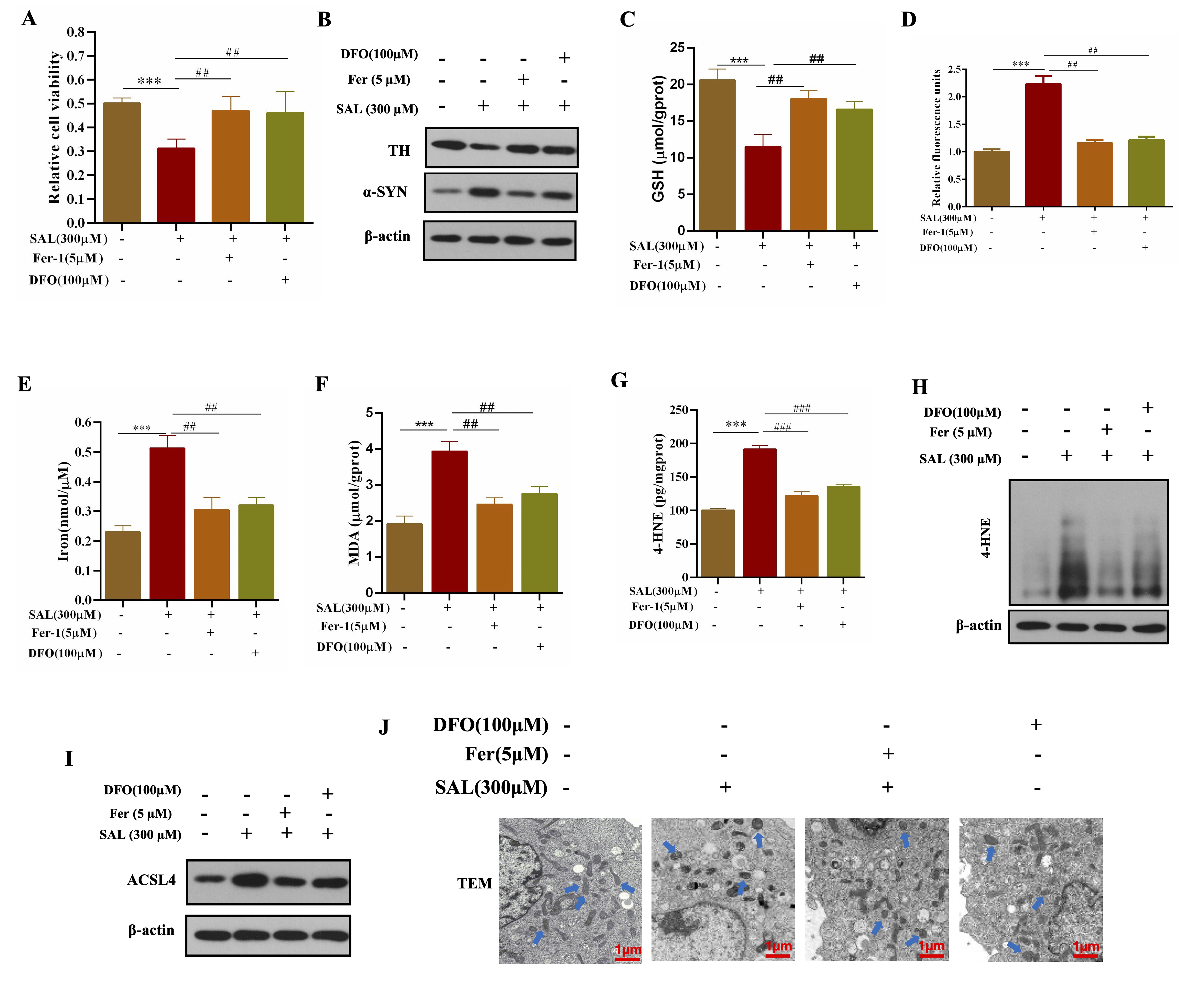 Targeting Ferroptosis: Acteoside as a Neuroprotective Agent
